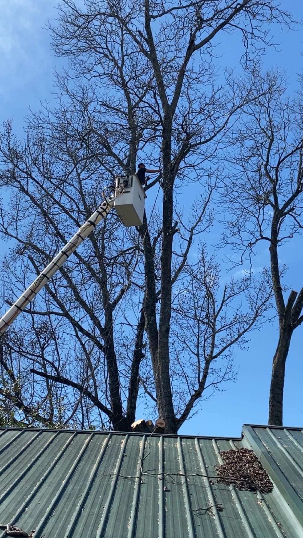  for Jeff’s Tree Service in Southside, AL