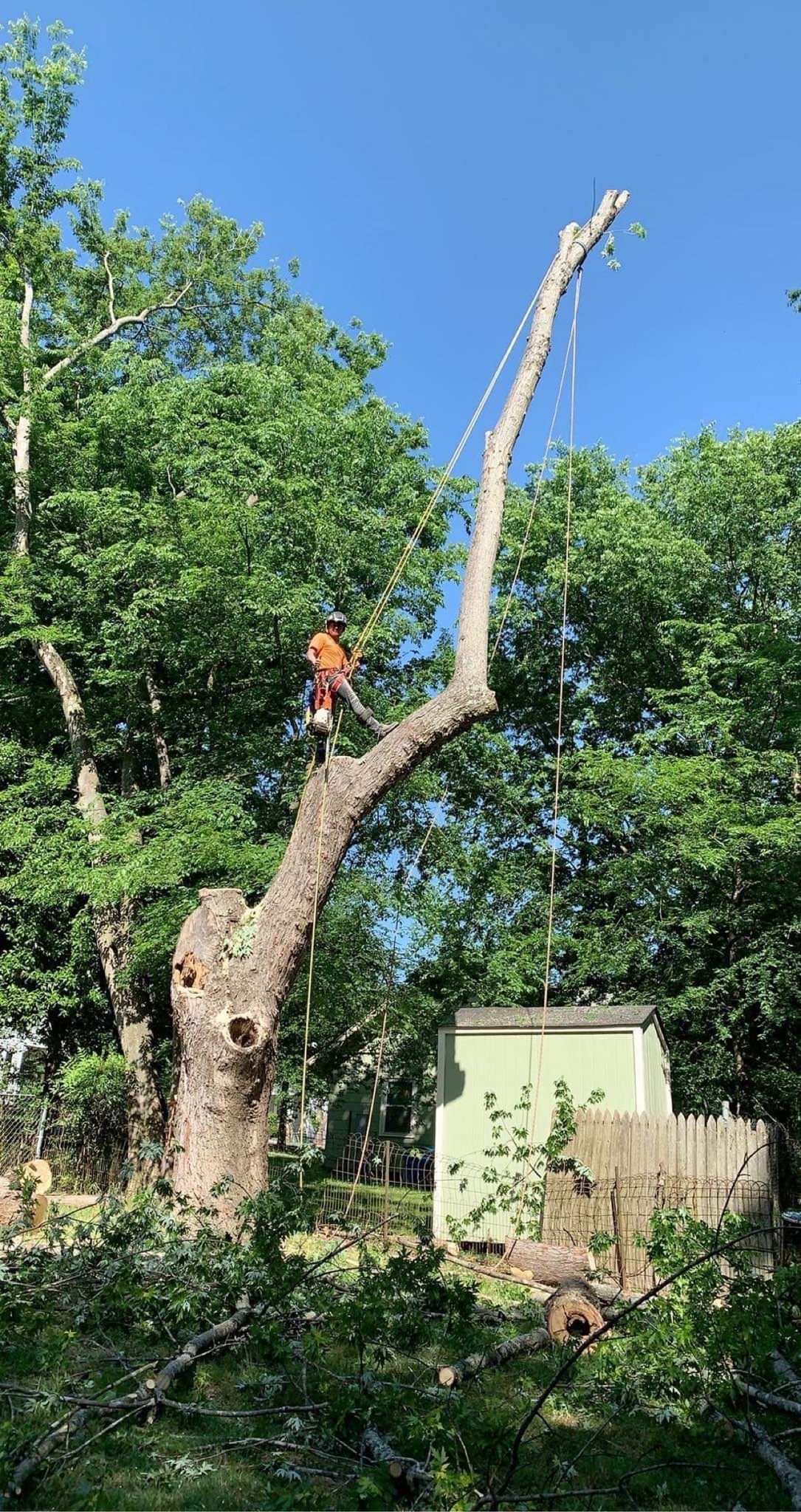  for Stem Tree Service in Belmont, NC