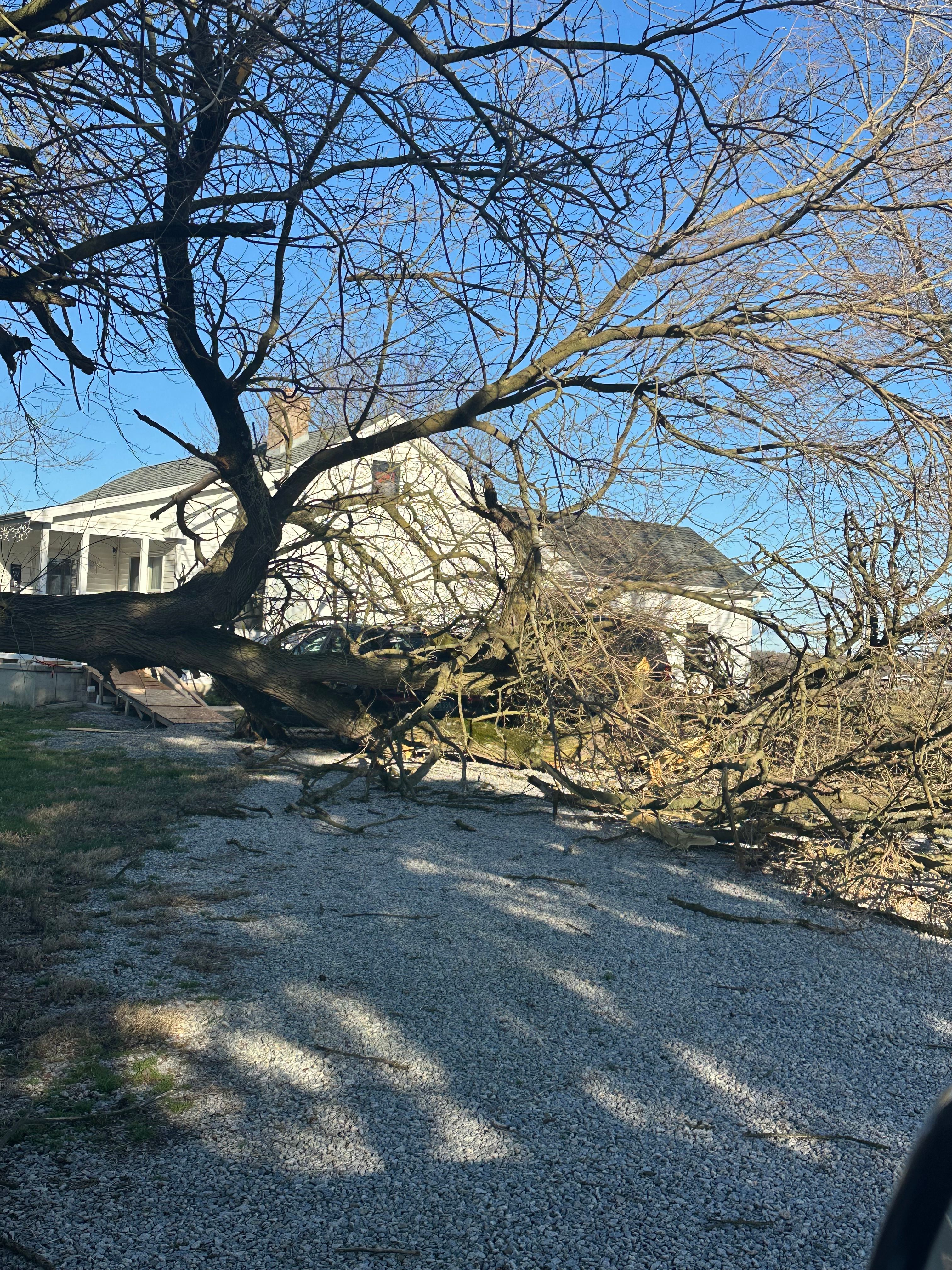  for Loockerman's Tree and Stump Removal in Dover, DE