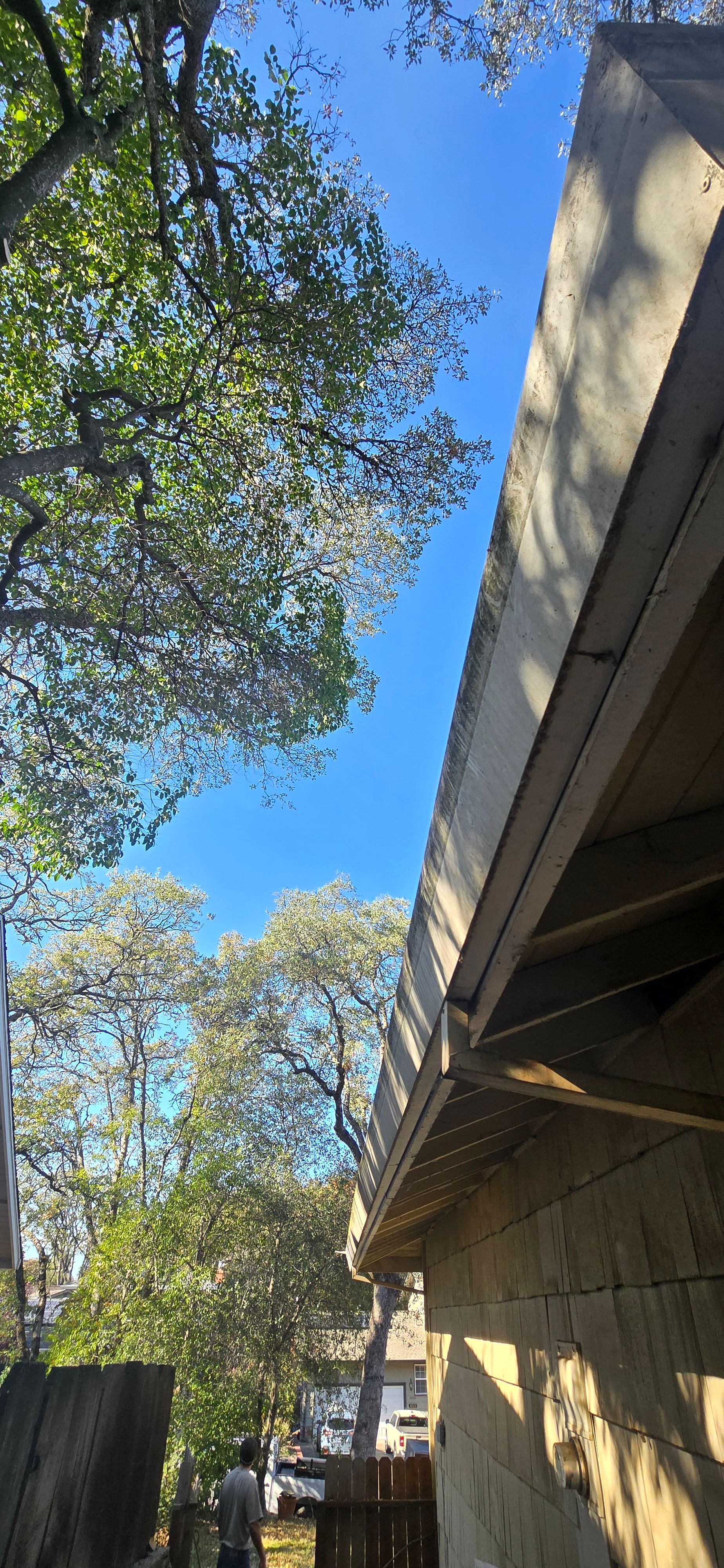  for George Staddan's Professional Tree Care in Placerville, CA