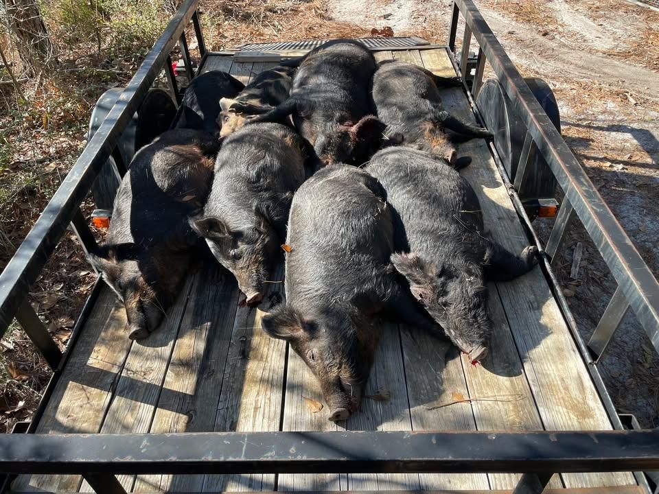  for Havoc Hog Control in Molino, FL