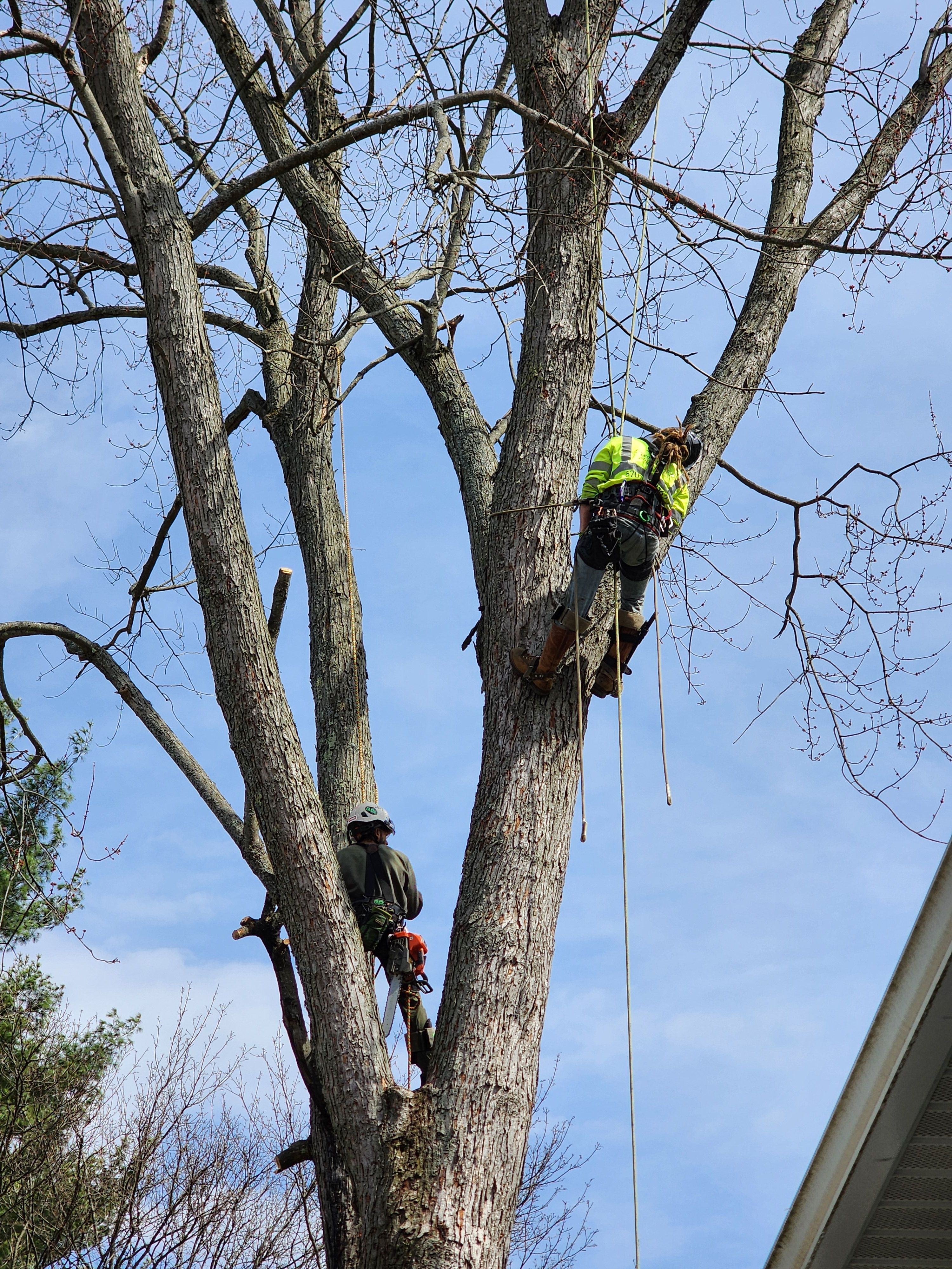 Tree Removal for Licensed to Cut Tree Service in Athens, PA