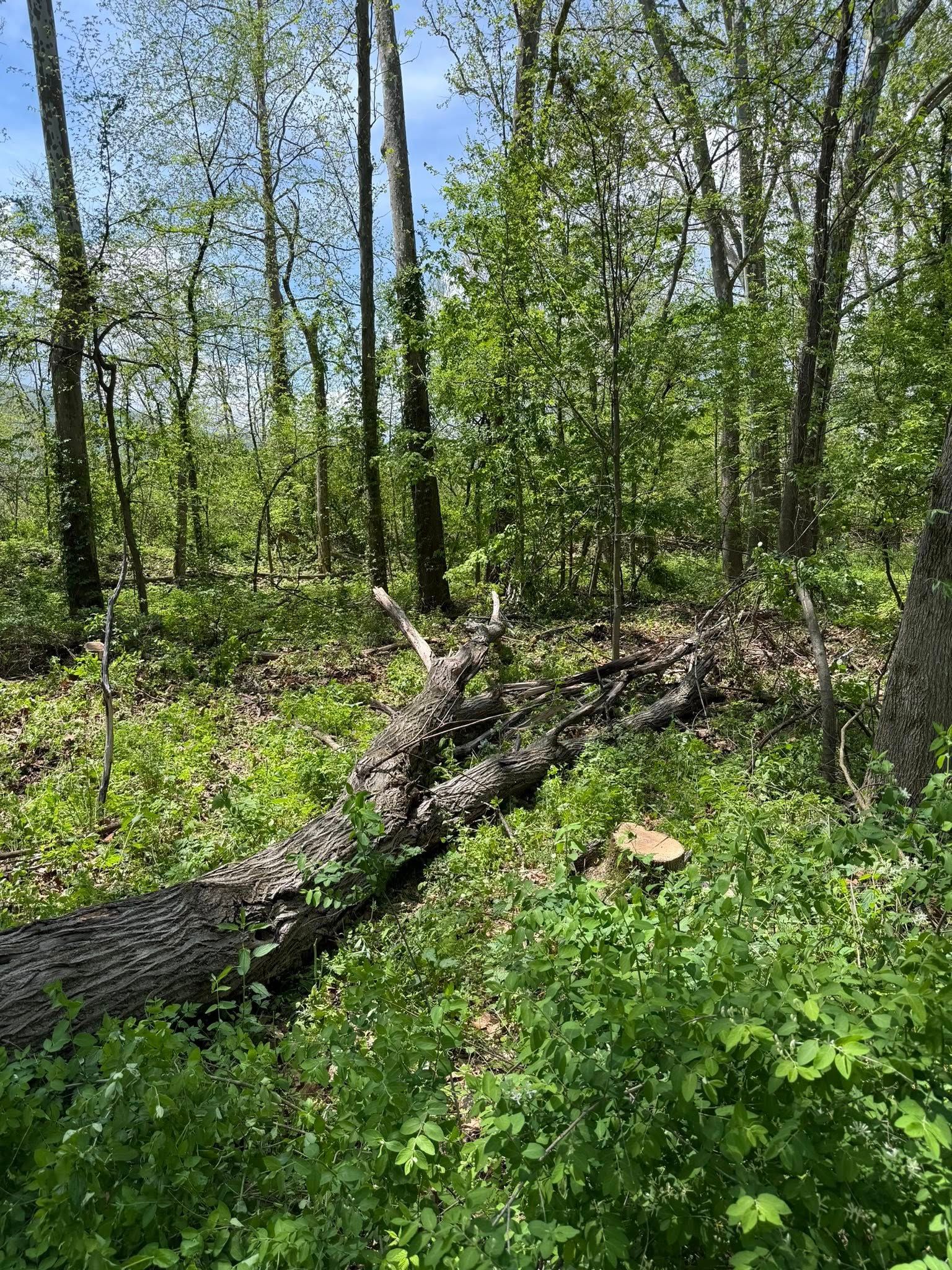 All Photos for Sterlings Tree Removal in Cobleskill, New York