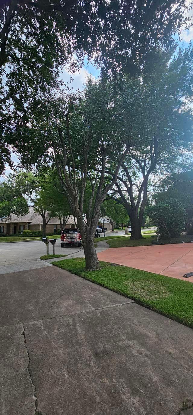  for Servin's Tree Care  in Houston, TX