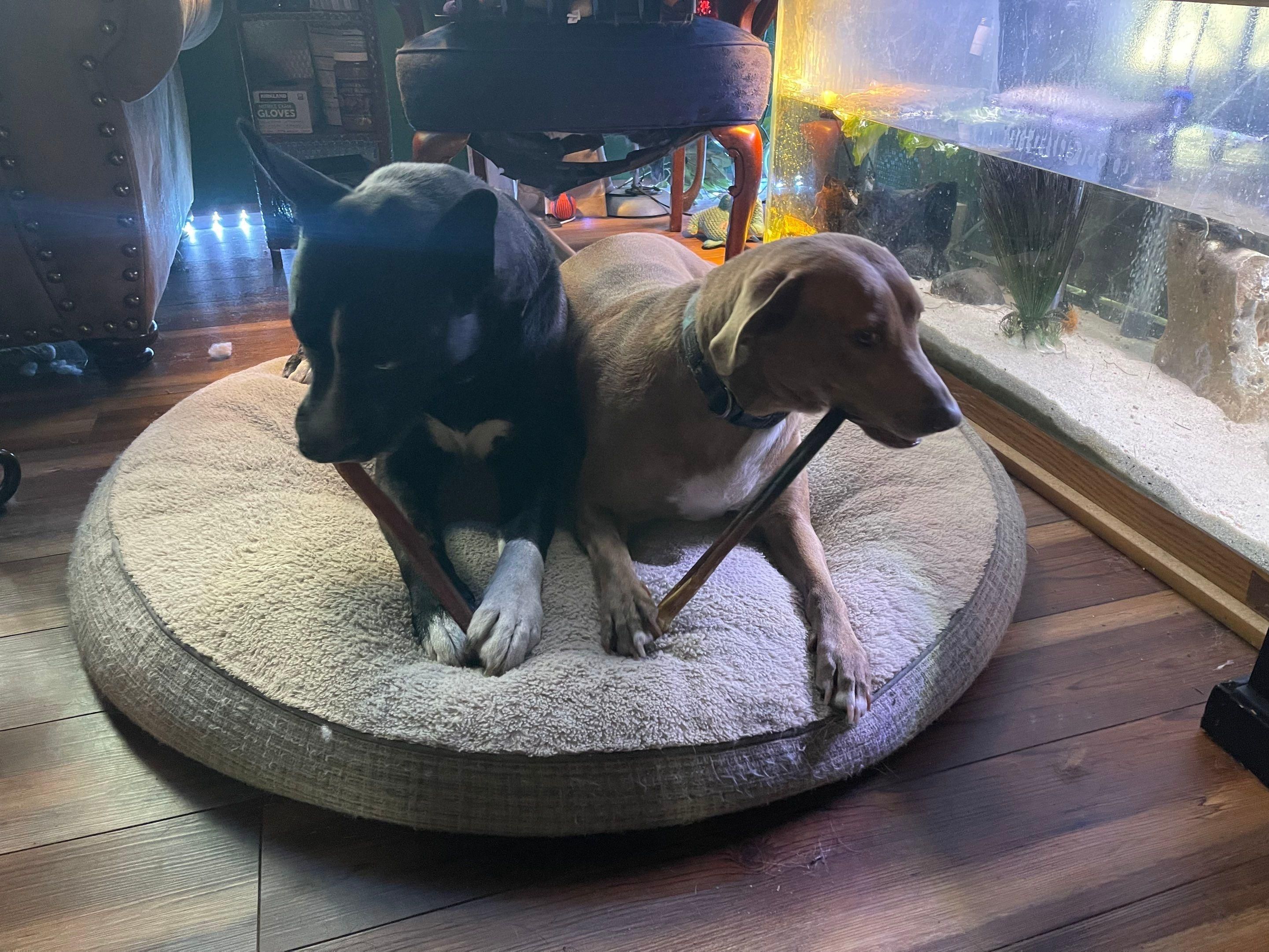 It's really about the pets we meet along the way... for Mr. Pipe Dreams LLC in Colorado Springs, CO