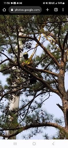  for Beach Tree Care in Virginia Beach, VA