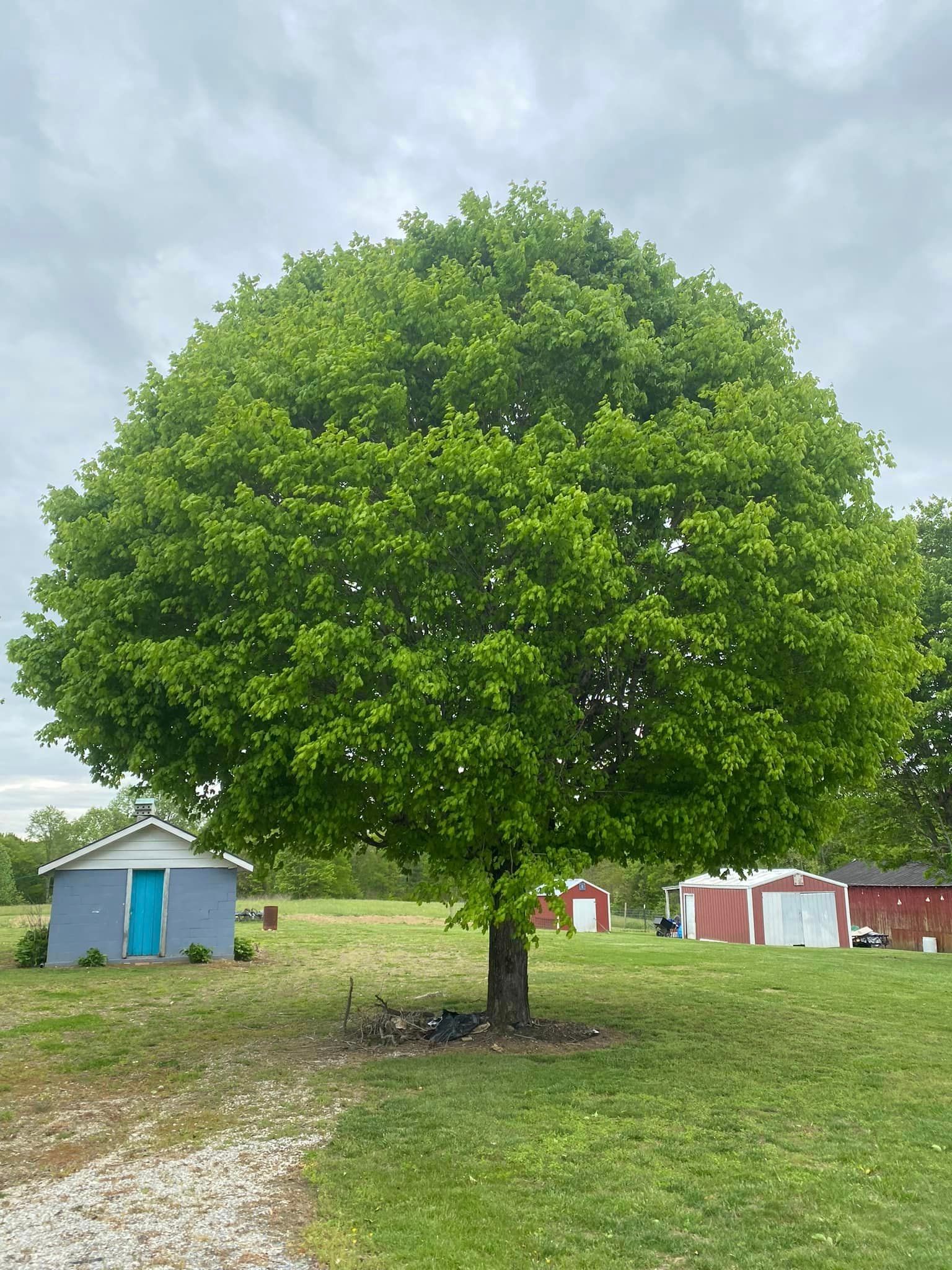 Tree Removal for Atwood’s Tree Care in Liberty,  KY