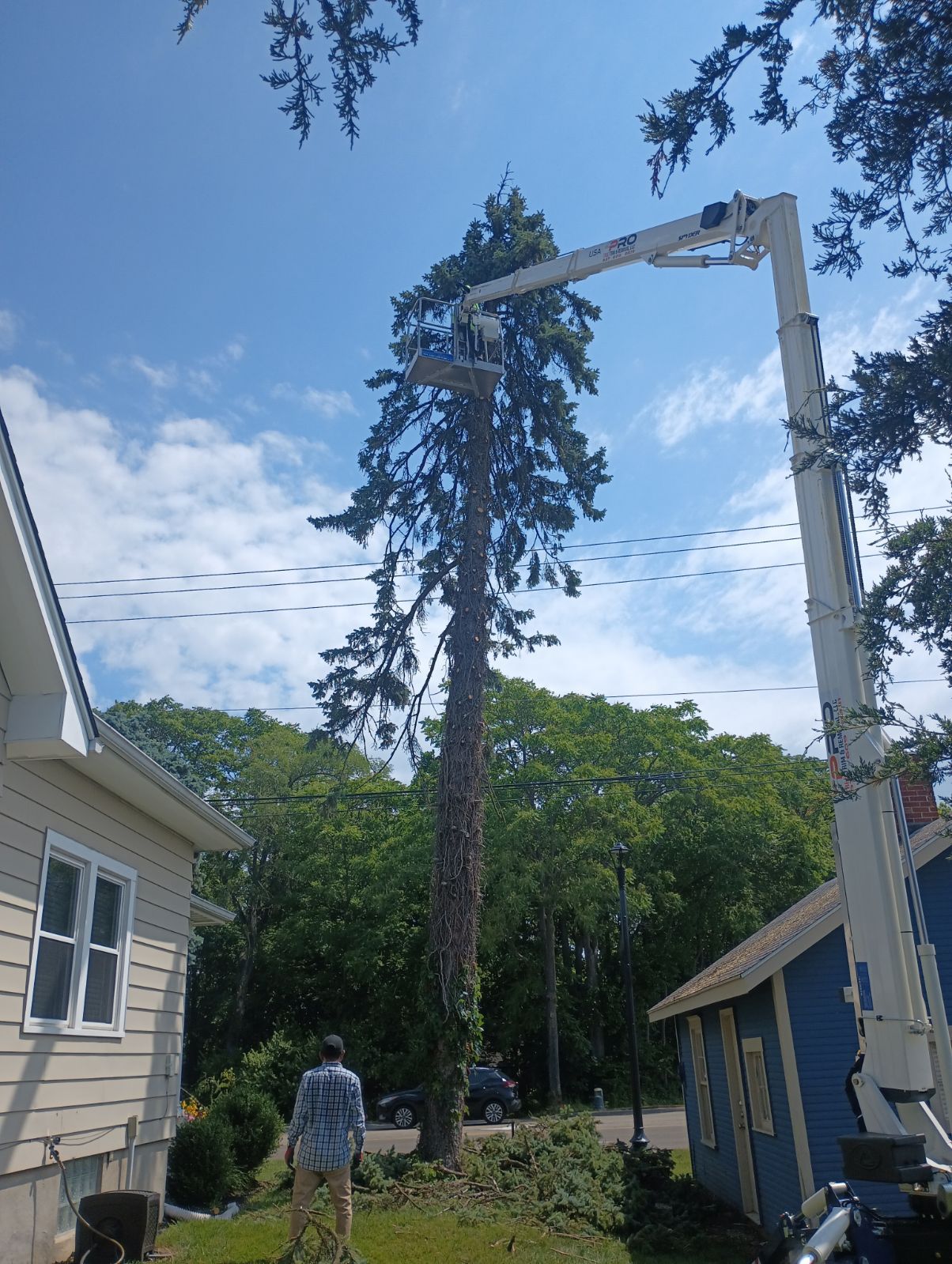 Tree Removal for Pro Tree Trim & Removal, Llc in Dayton, OH