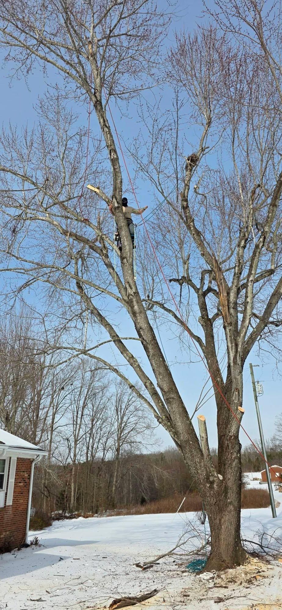  for Hamlett Tree Service LLC in Clover, VA