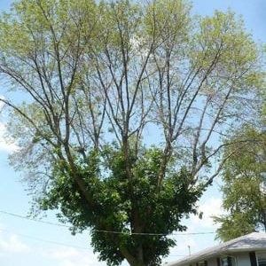  for Sky High Tree Service in Columbia, MO