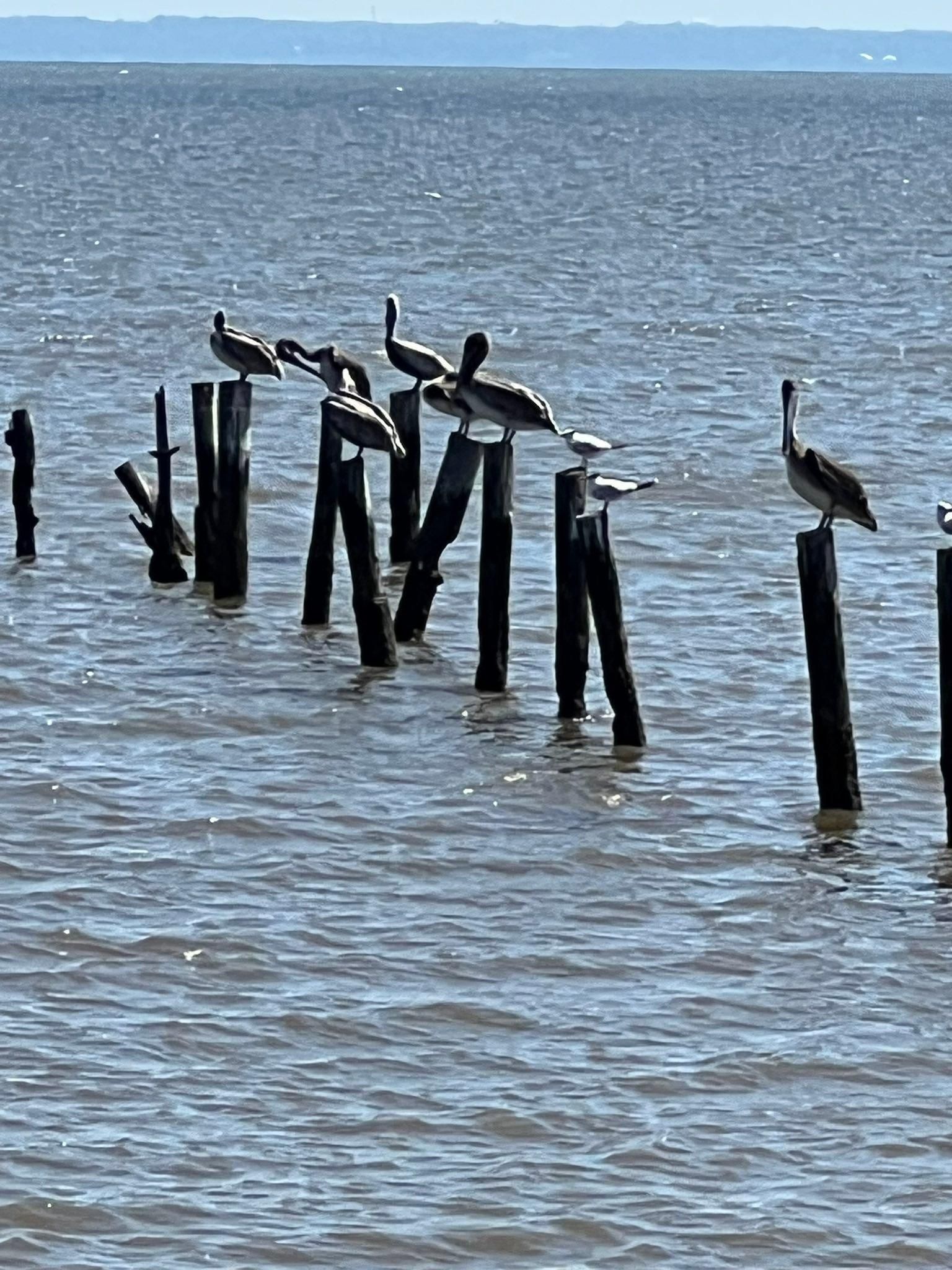  for Southern Venom Services in Daphne, AL