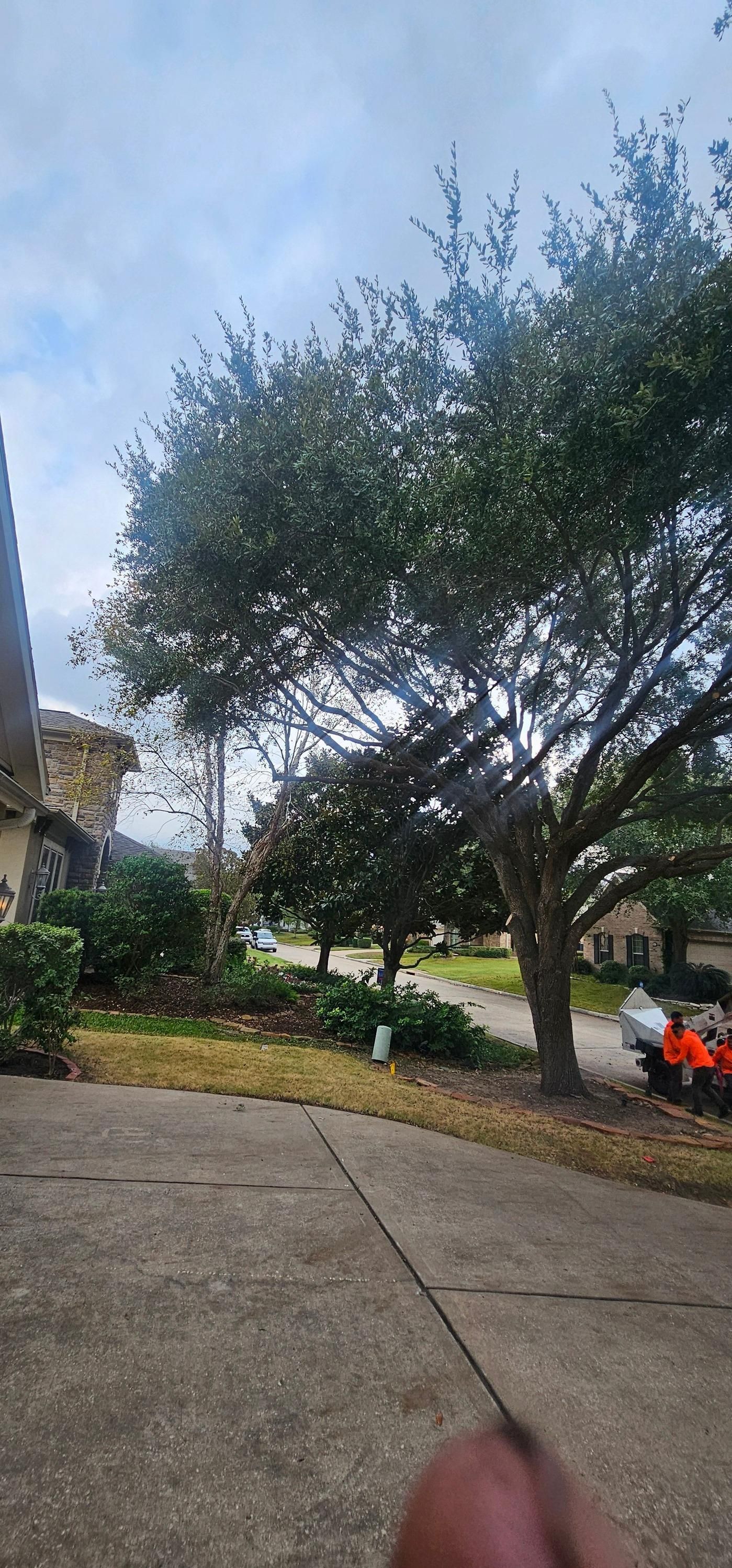  for Servin's Tree Care  in Houston, TX