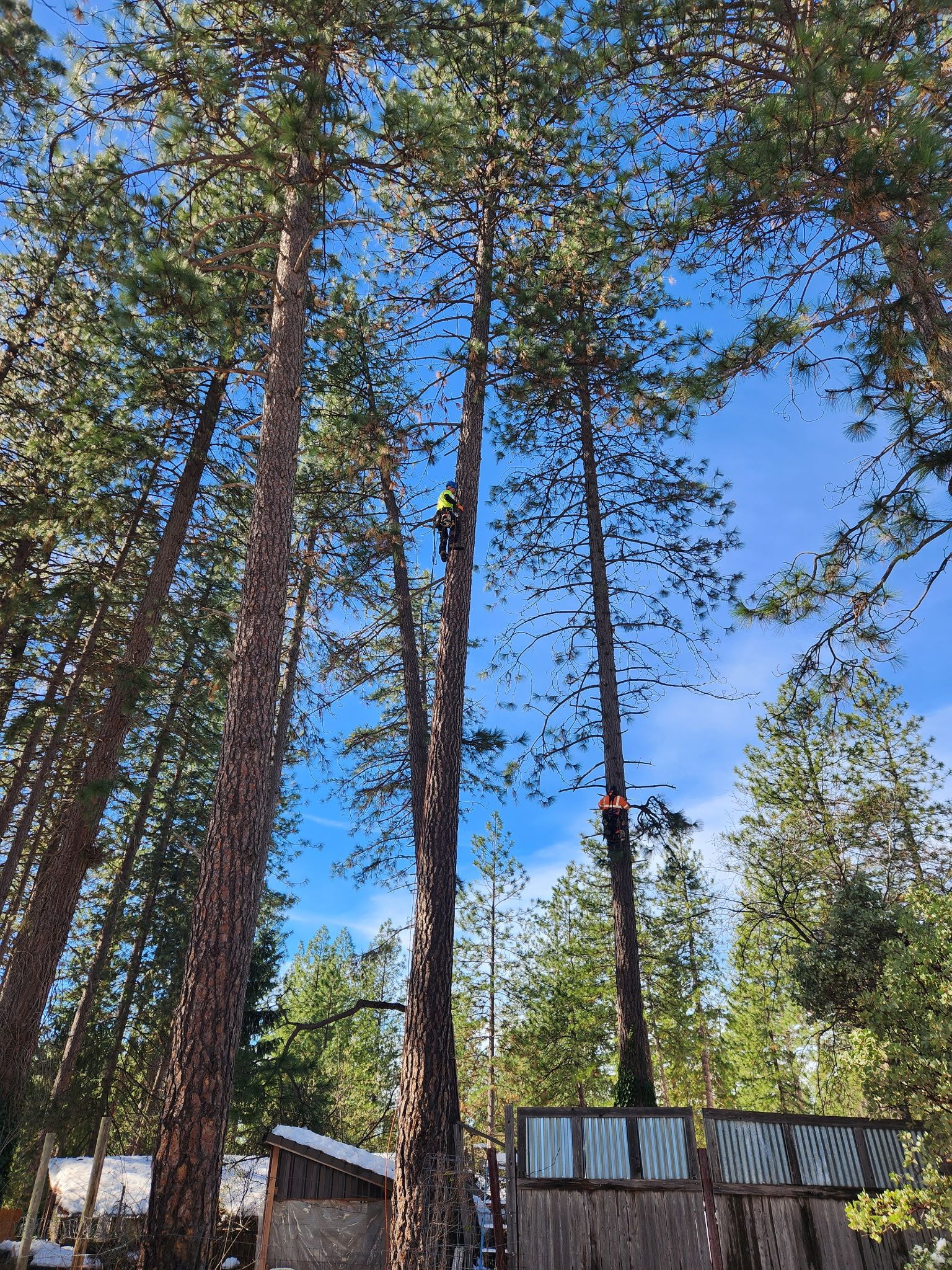  for George Staddan's Professional Tree Care in Placerville, CA