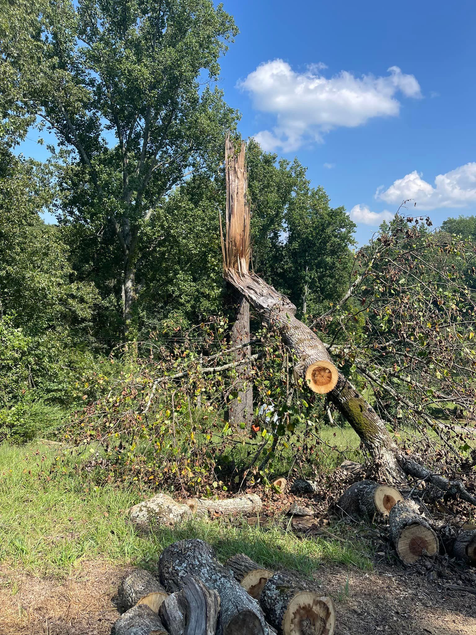 Tree Removal for Cassidy Tree Care in Santa Fe, TN