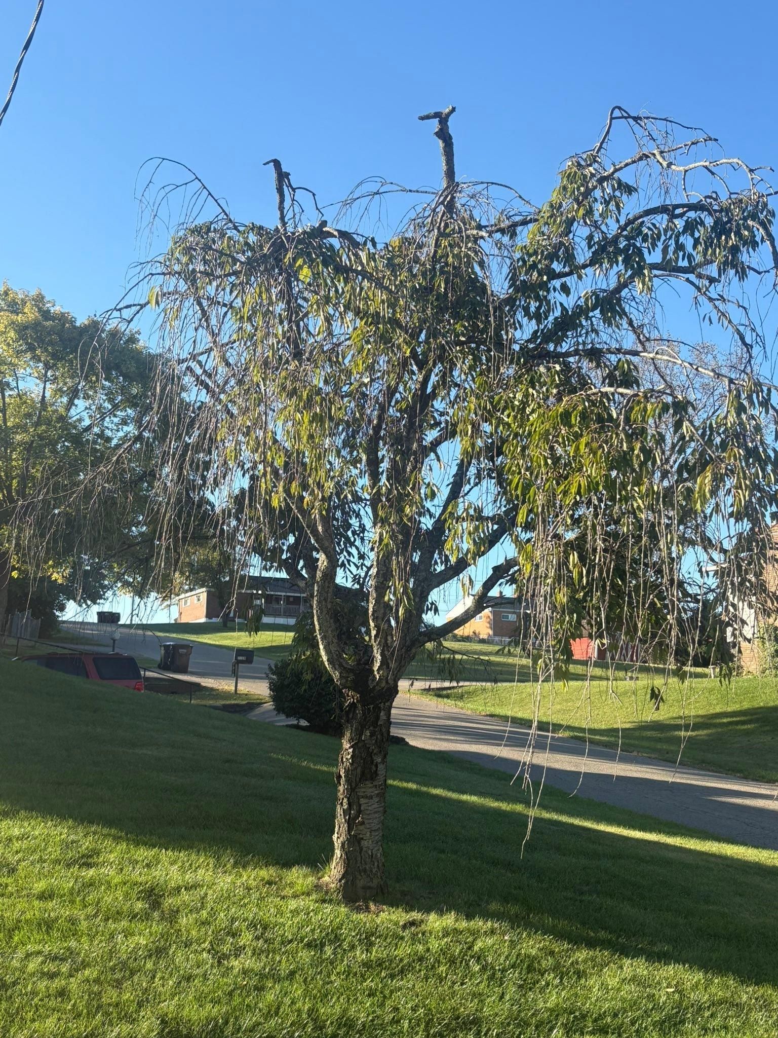  for Dig-It Tree Company in , 