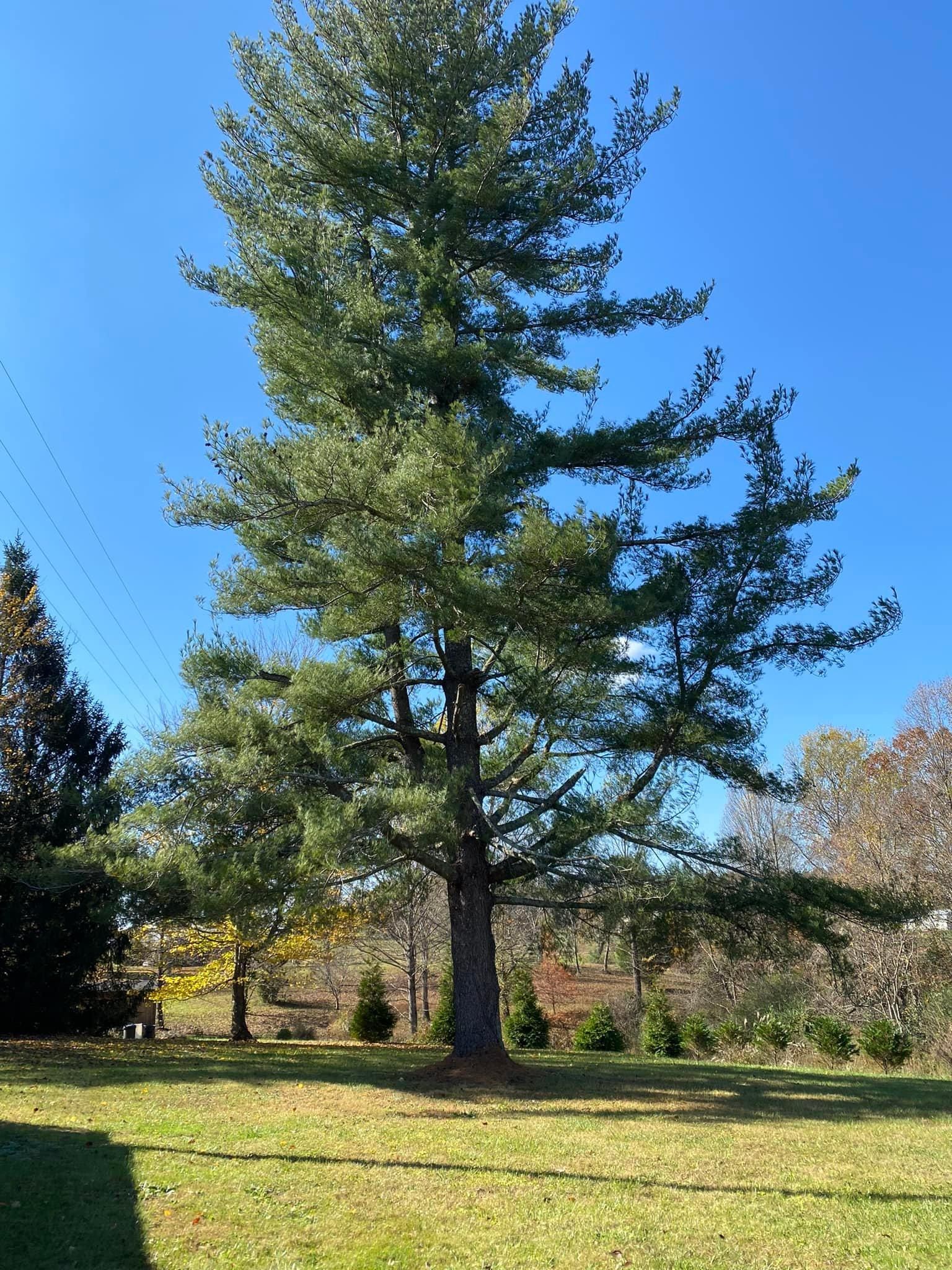 Fall and Spring Clean Up for Atwood’s Tree Care in Liberty,  KY