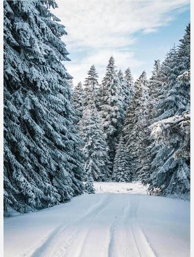 All Photos for Allstate Tree Service and Crane in Spring Lake Park, MN