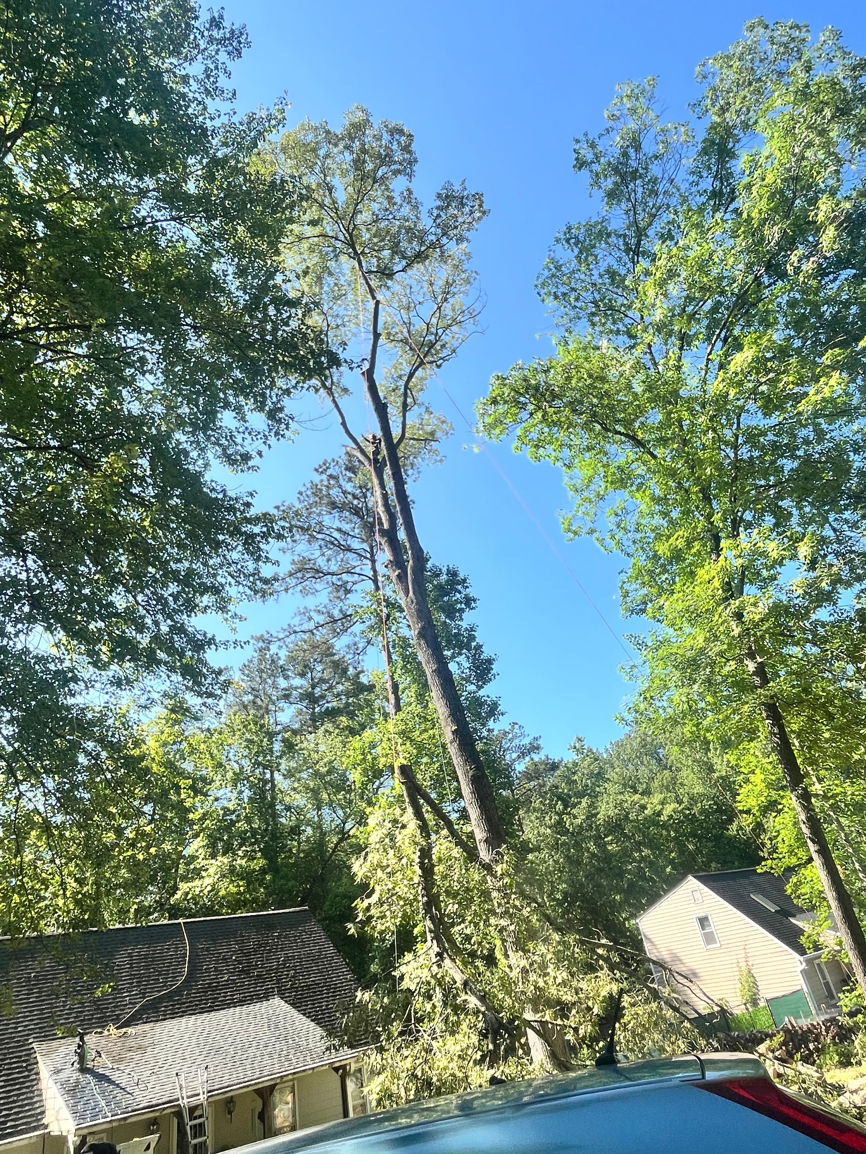  for Ricky's Tree Service & Property Care in Orange, VA