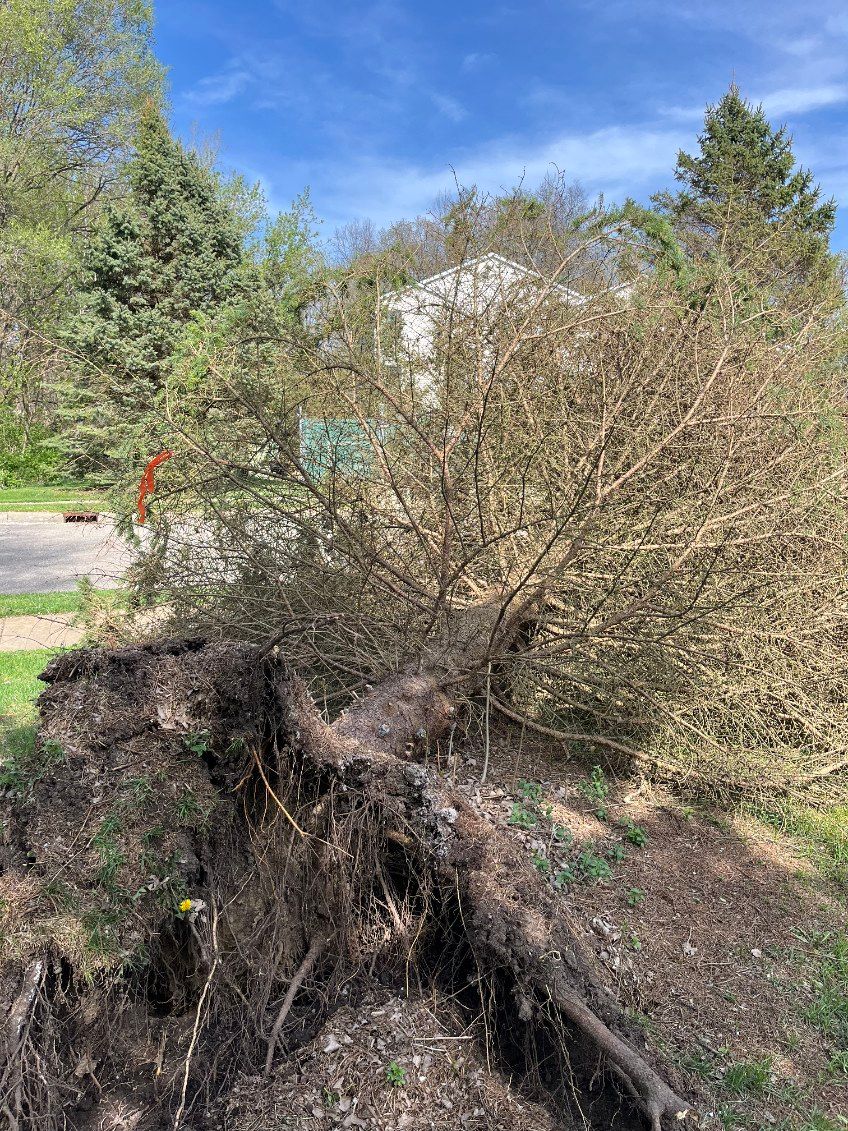  for D Hale Tree Service in Dexter, MI