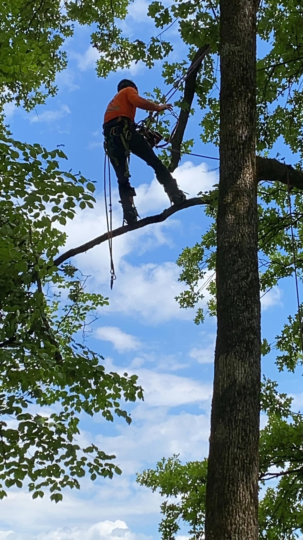  for Brocks Tree Service LLC in Rogersville, TN