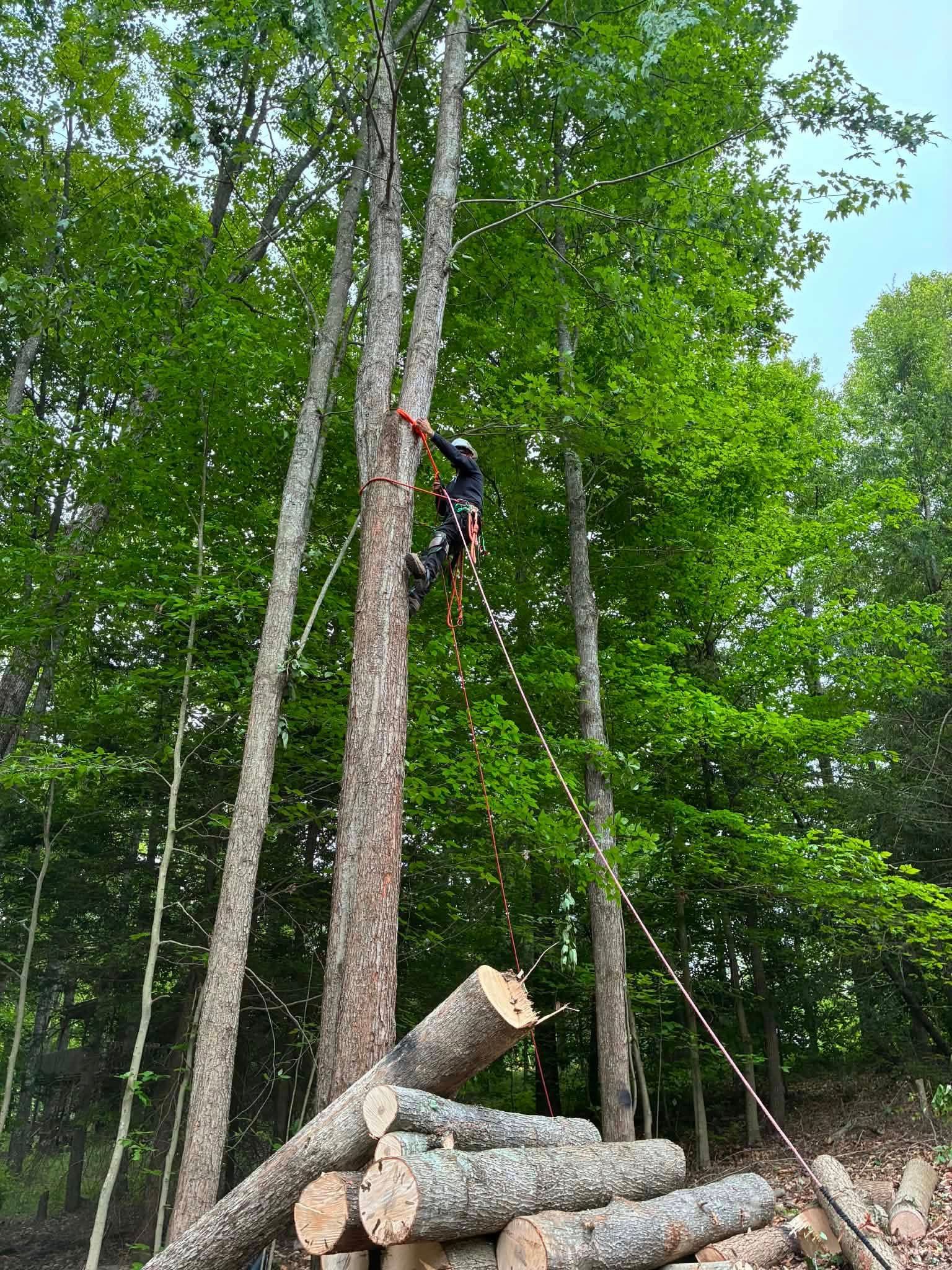  for Skys The Limit Tree Management in Morehead, KY