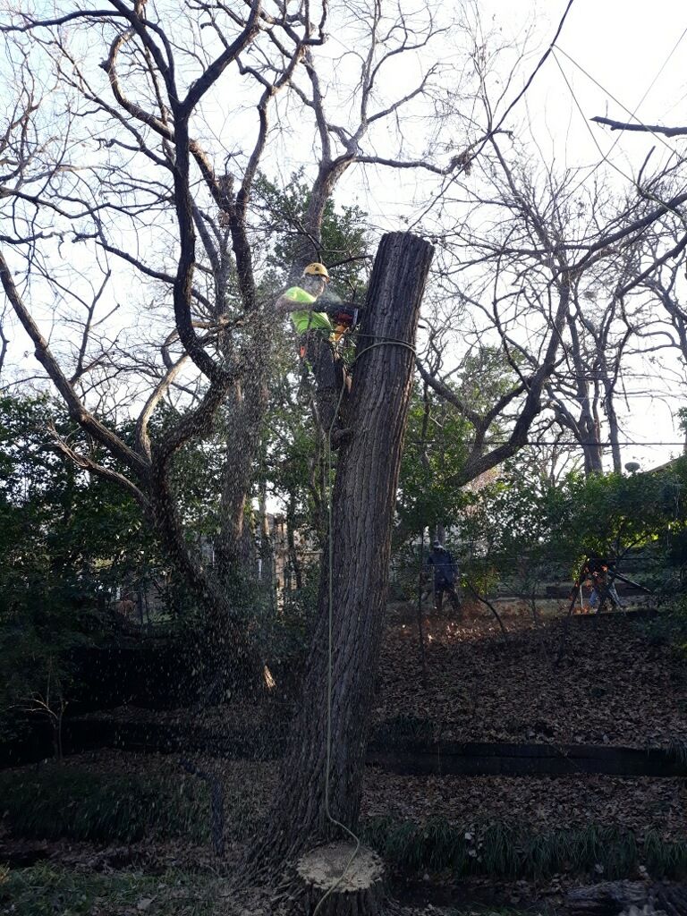  for TLC Professional Tree Service in Bedford, TX