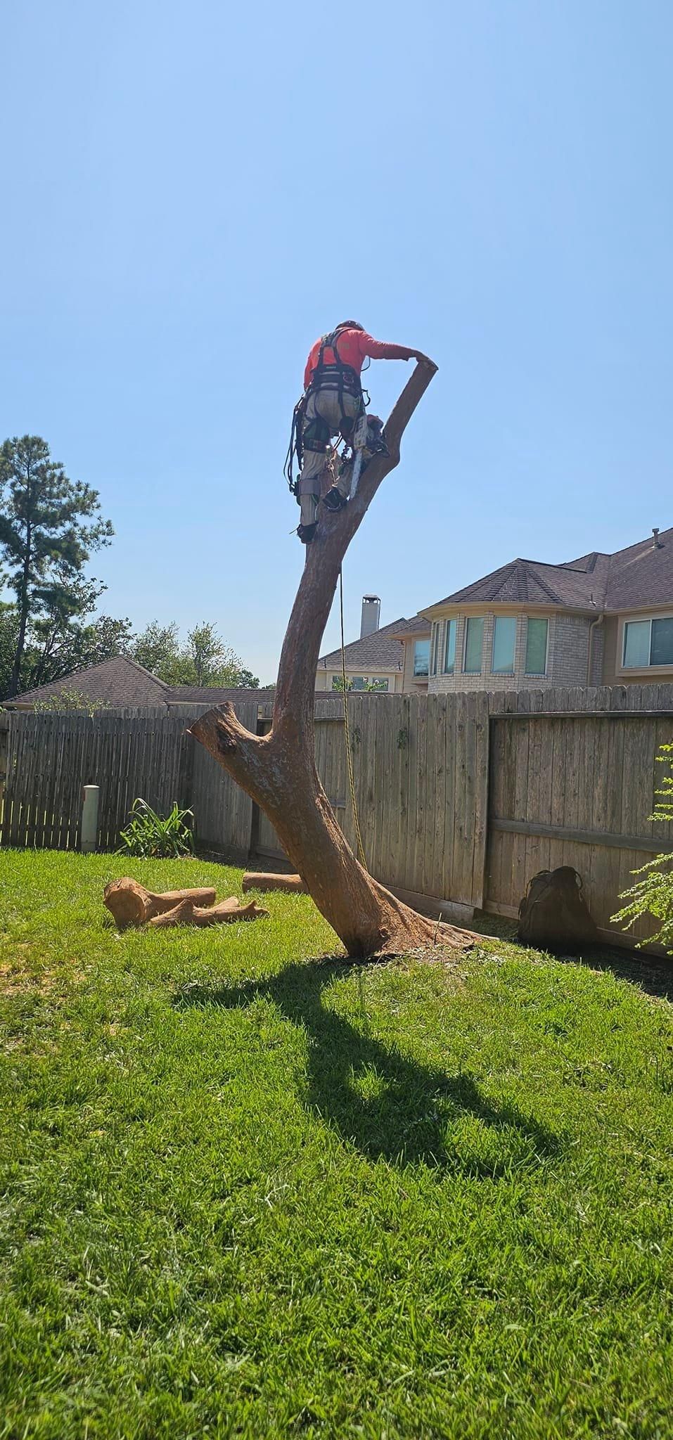  for Servin's Tree Care  in Houston, TX