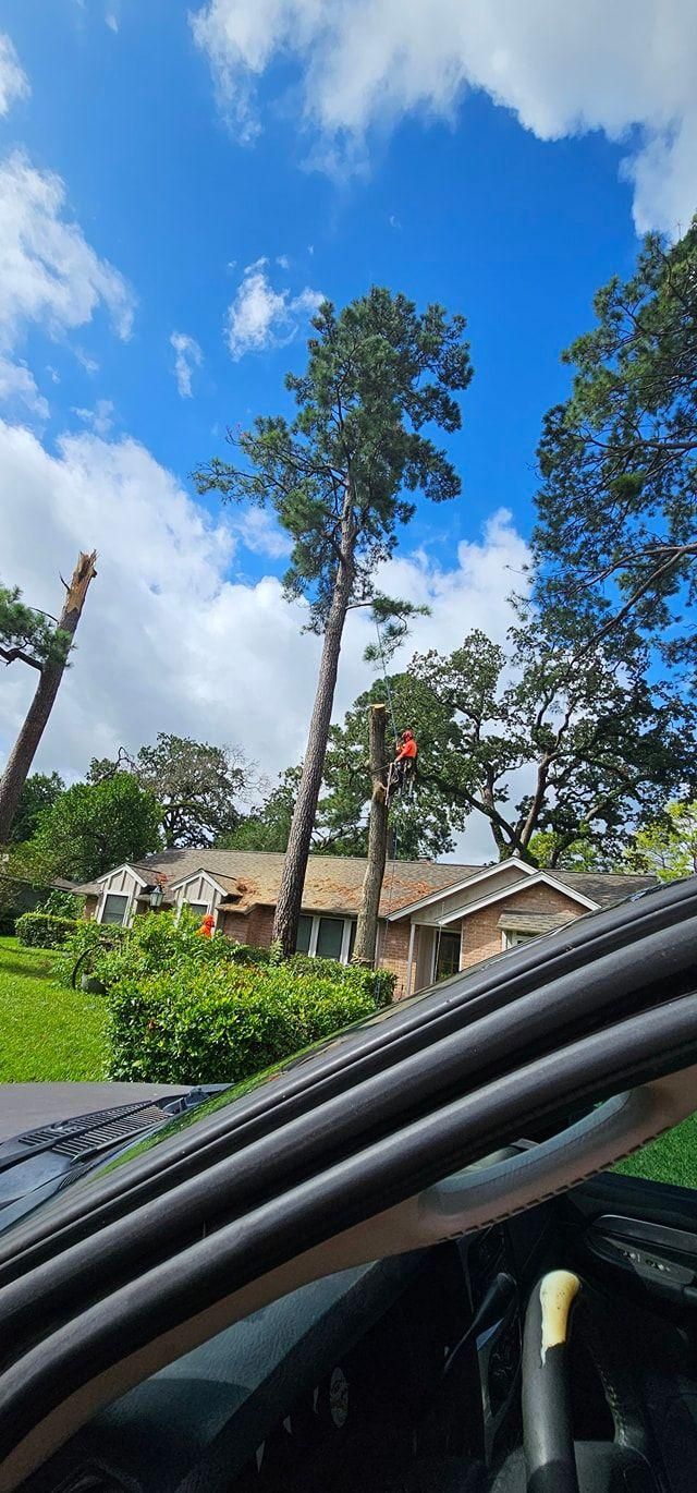  for Servin's Tree Care  in Houston, TX