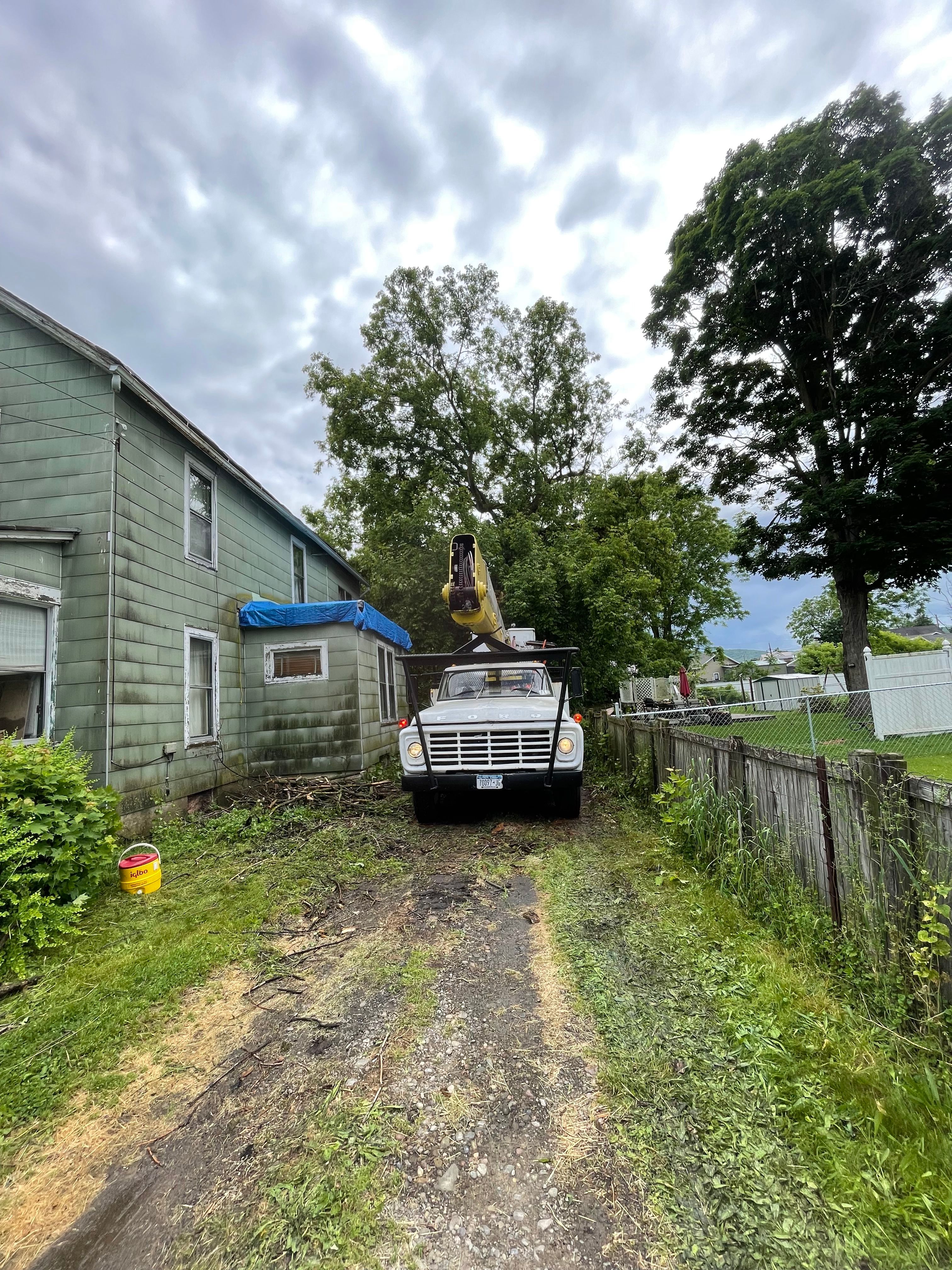 Tree Removal for Benjamin & Sons in Elmira, NY