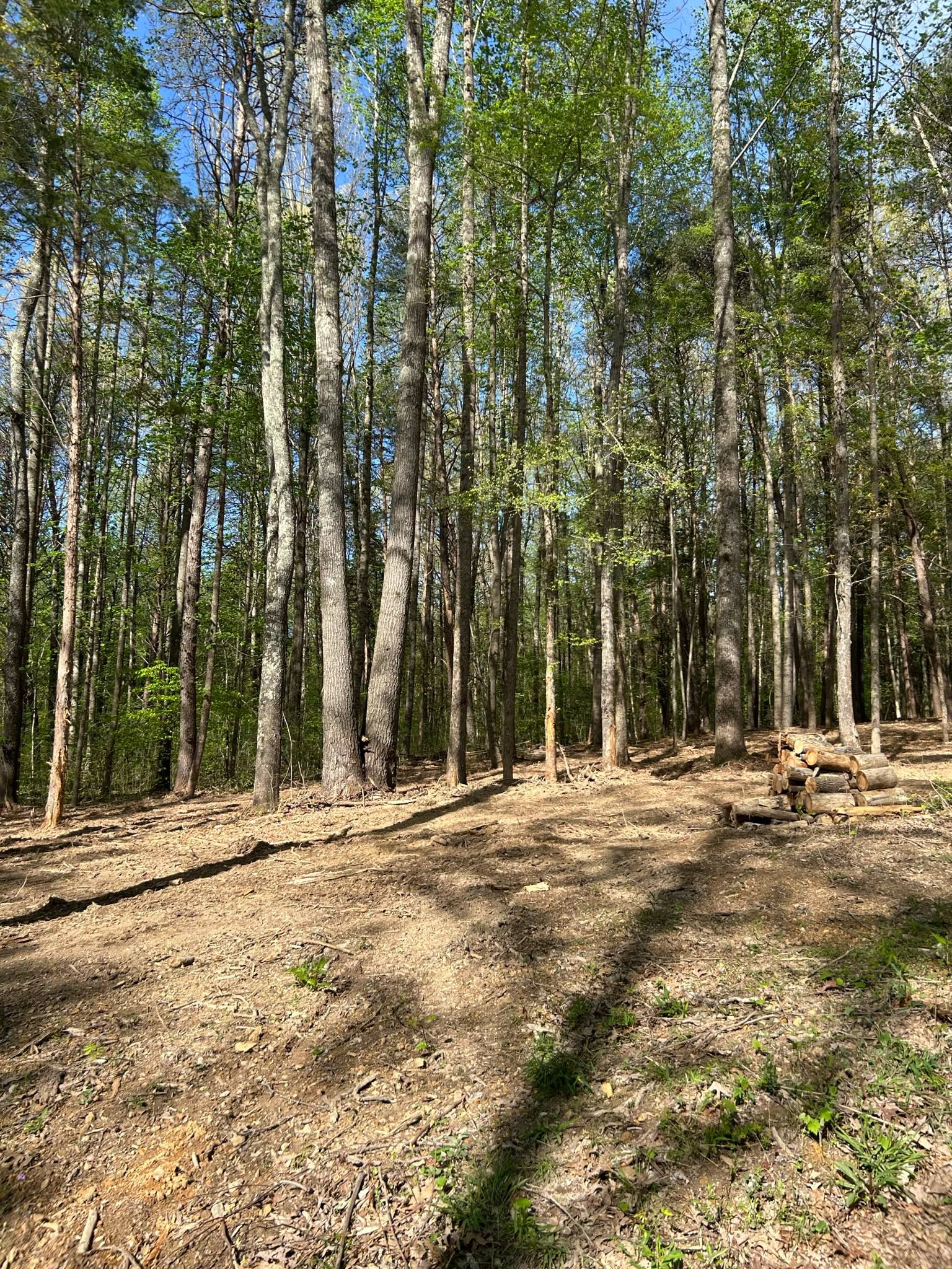  for Z's Land Management & Forestry Mulching in Smithville, TN