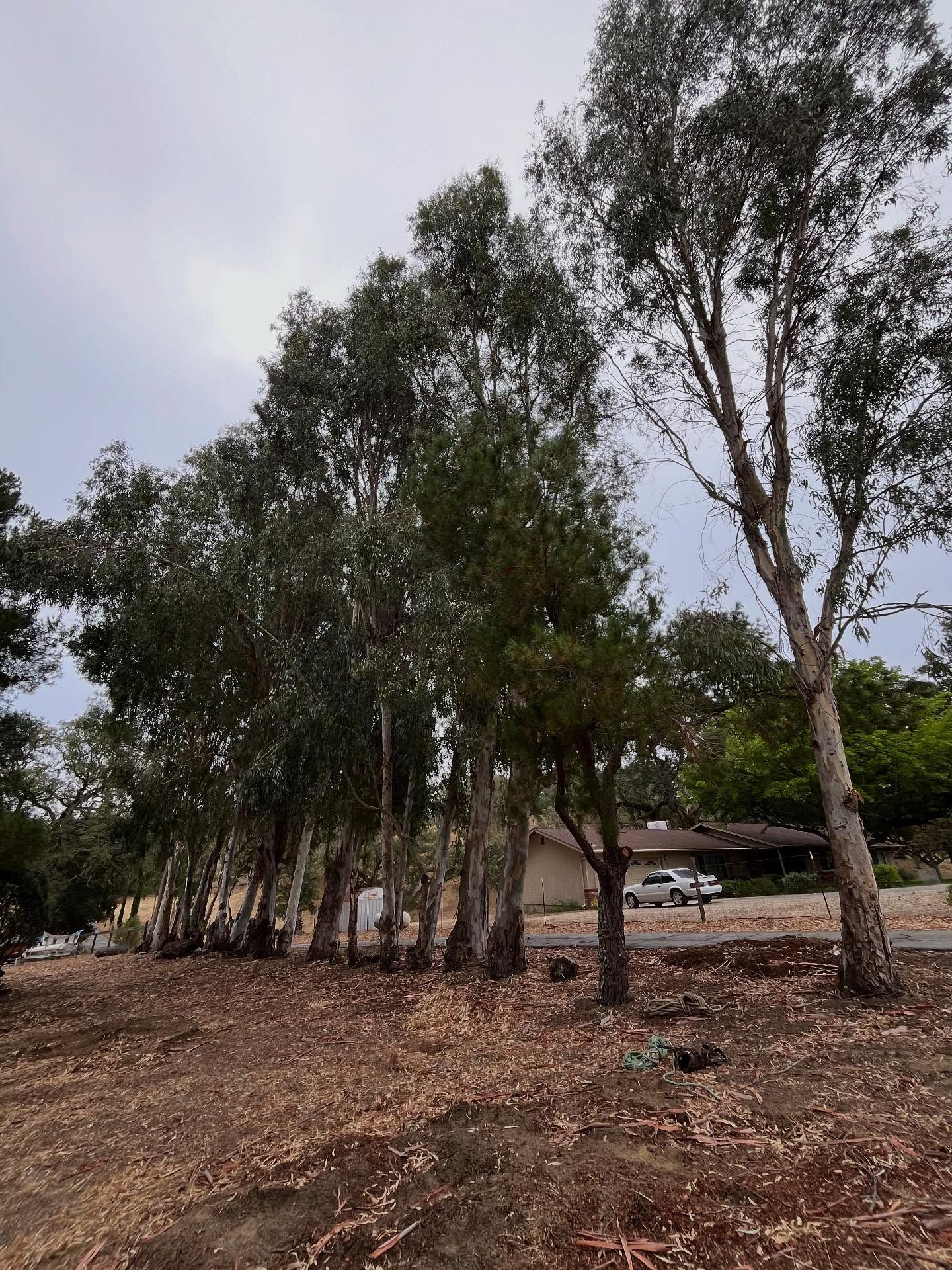  for A1 Junk & Tree Solutions, LLC in Paso Robles, CA