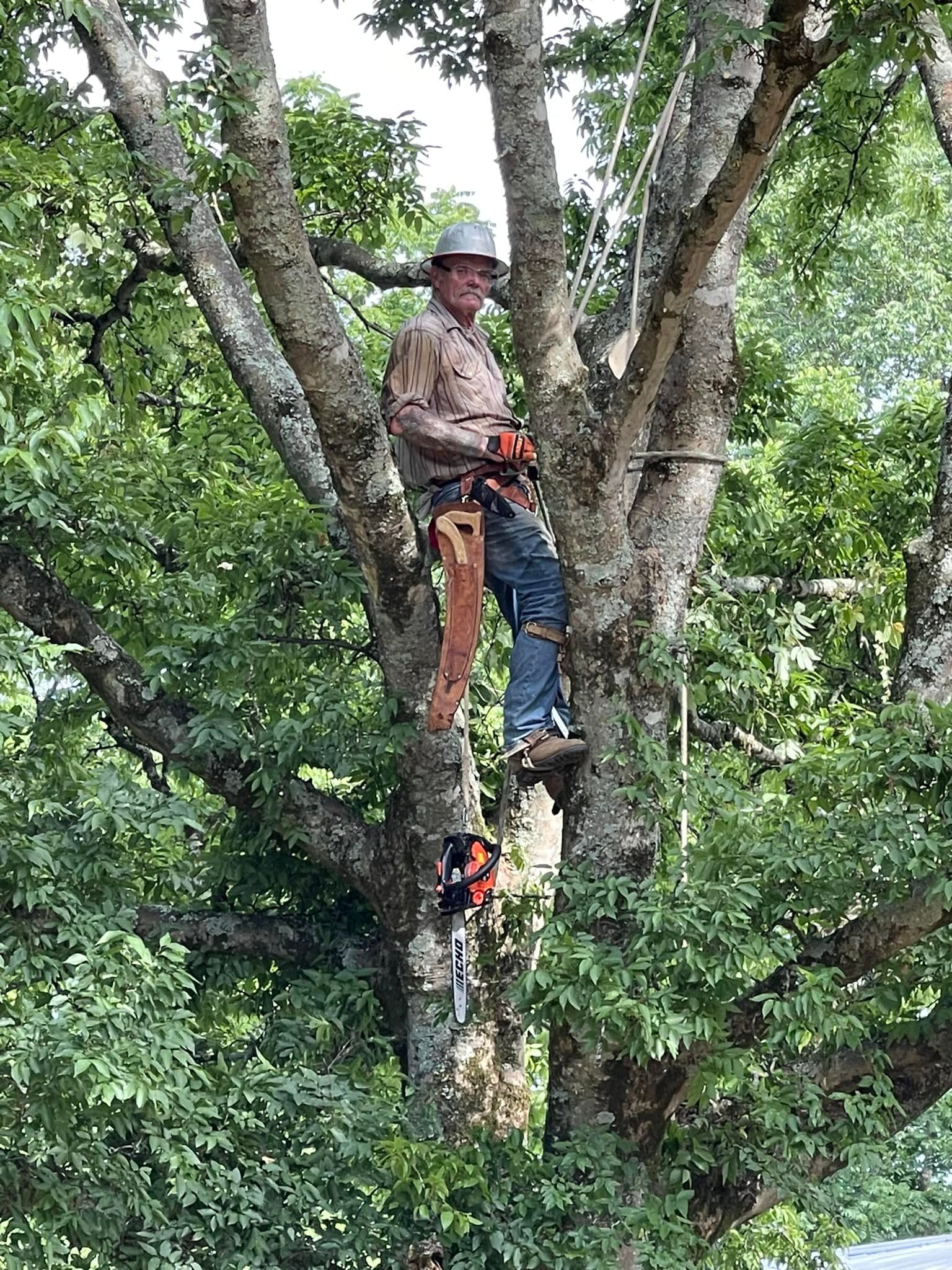 Tree Removal for Cassidy Tree Care in Santa Fe, TN