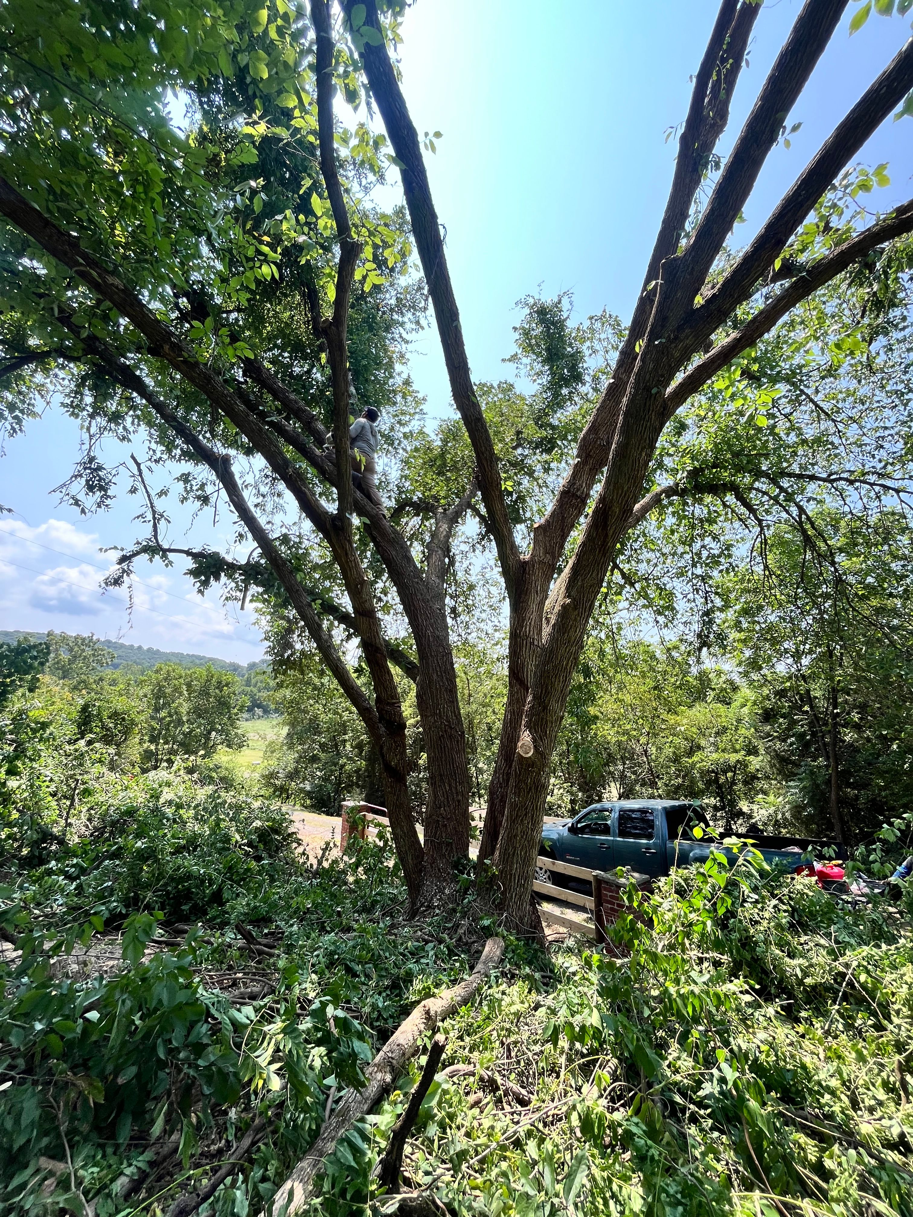  for Ricky's Tree Service & Property Care in Orange, VA