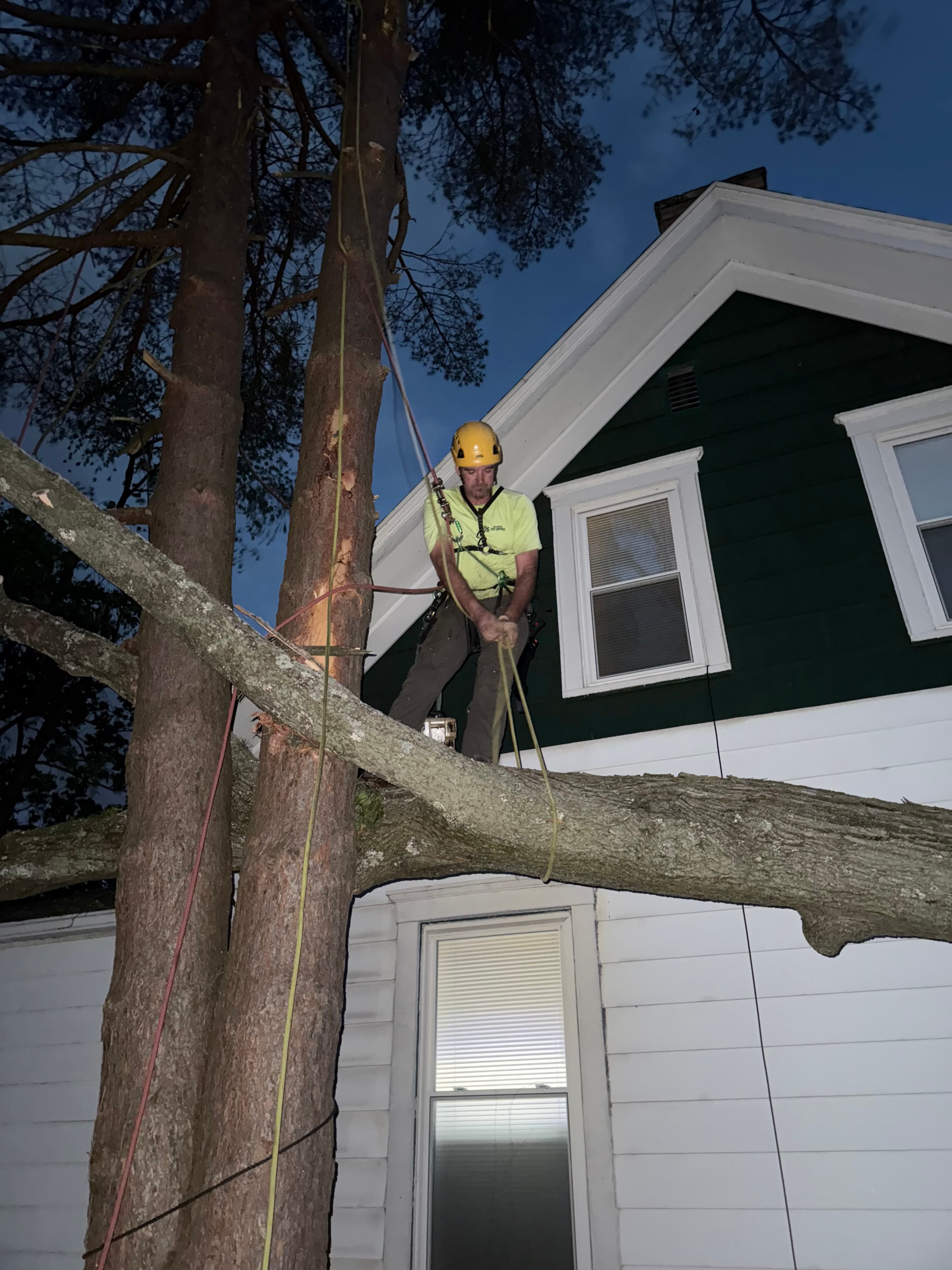  for TLC Professional Tree Service in Fort Worth, TX