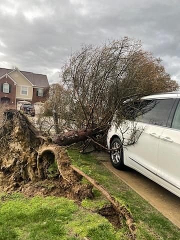  for Kingdom Tree Trimming and Removal LLC in Covington, KY