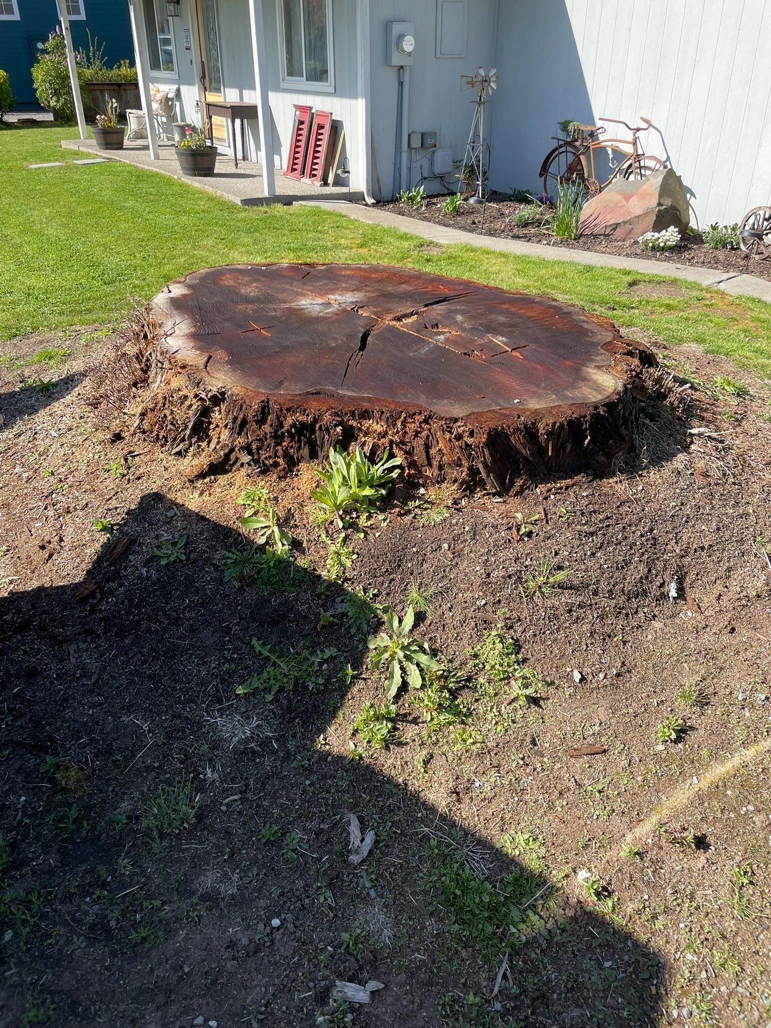 All Photos for Wilderness Stump Grinding in Orting, WA