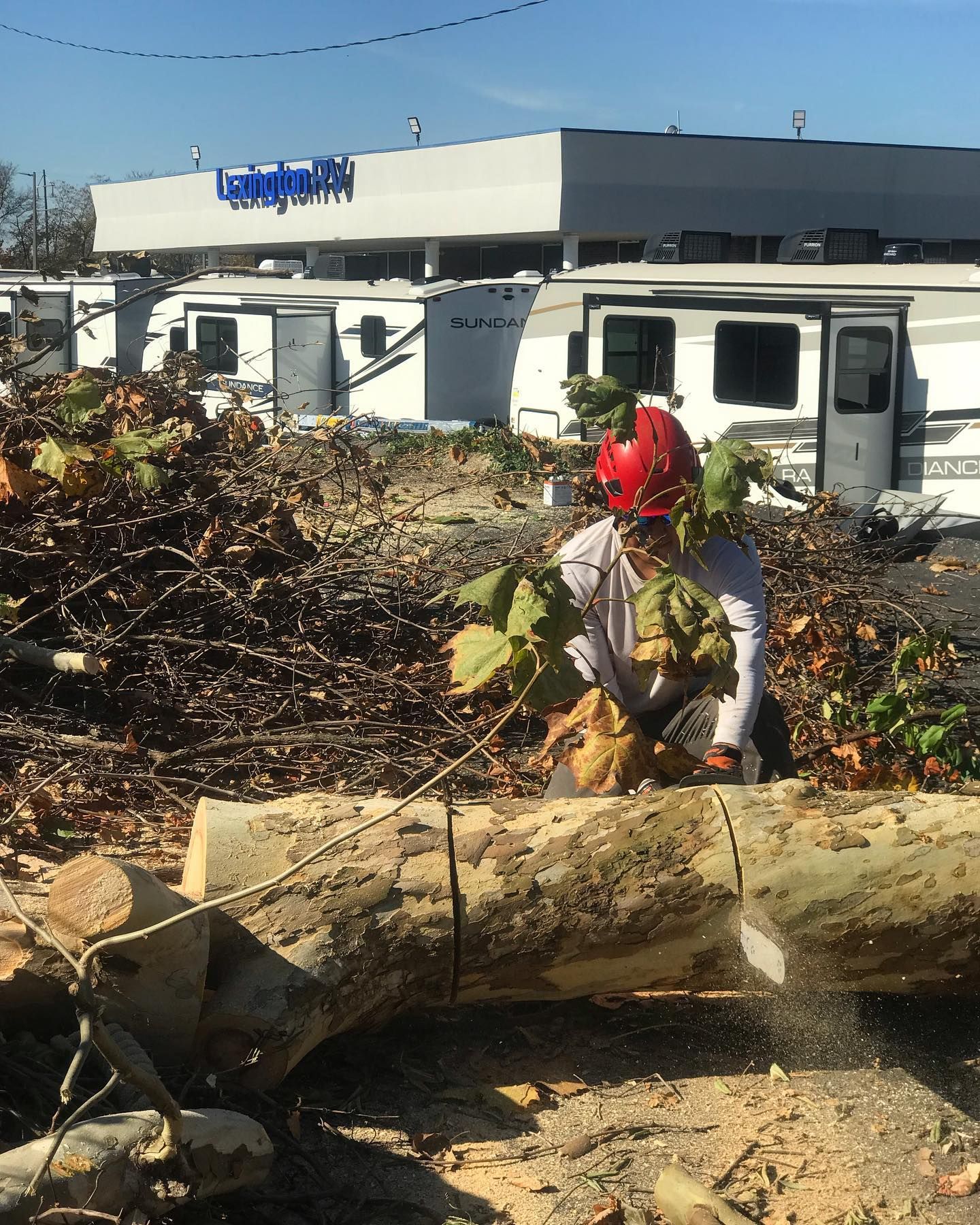  for Timber Ninja Service in Lexington, KY