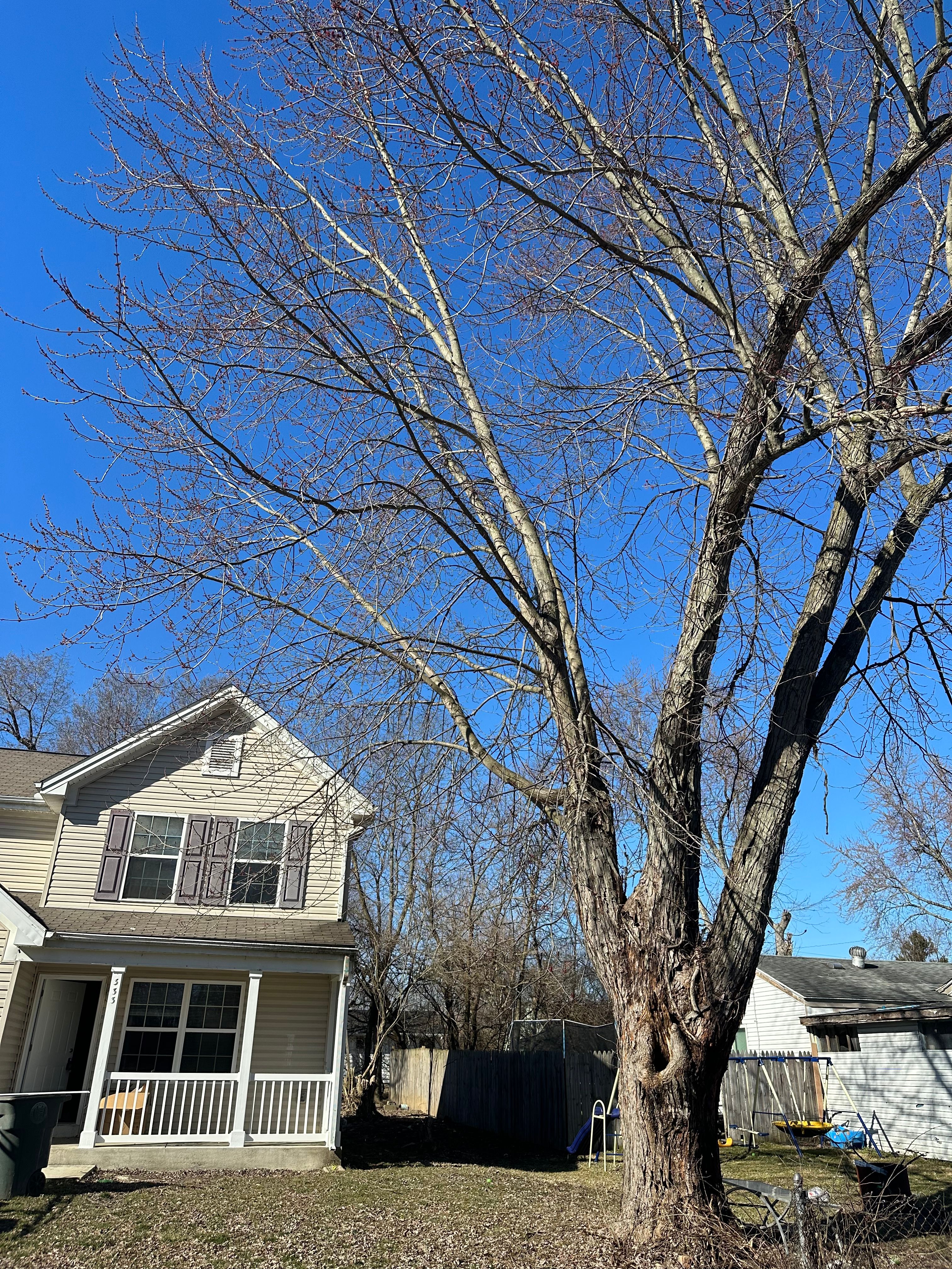 All Photos for Pro Tree Trim & Removal, Llc in Dayton, OH