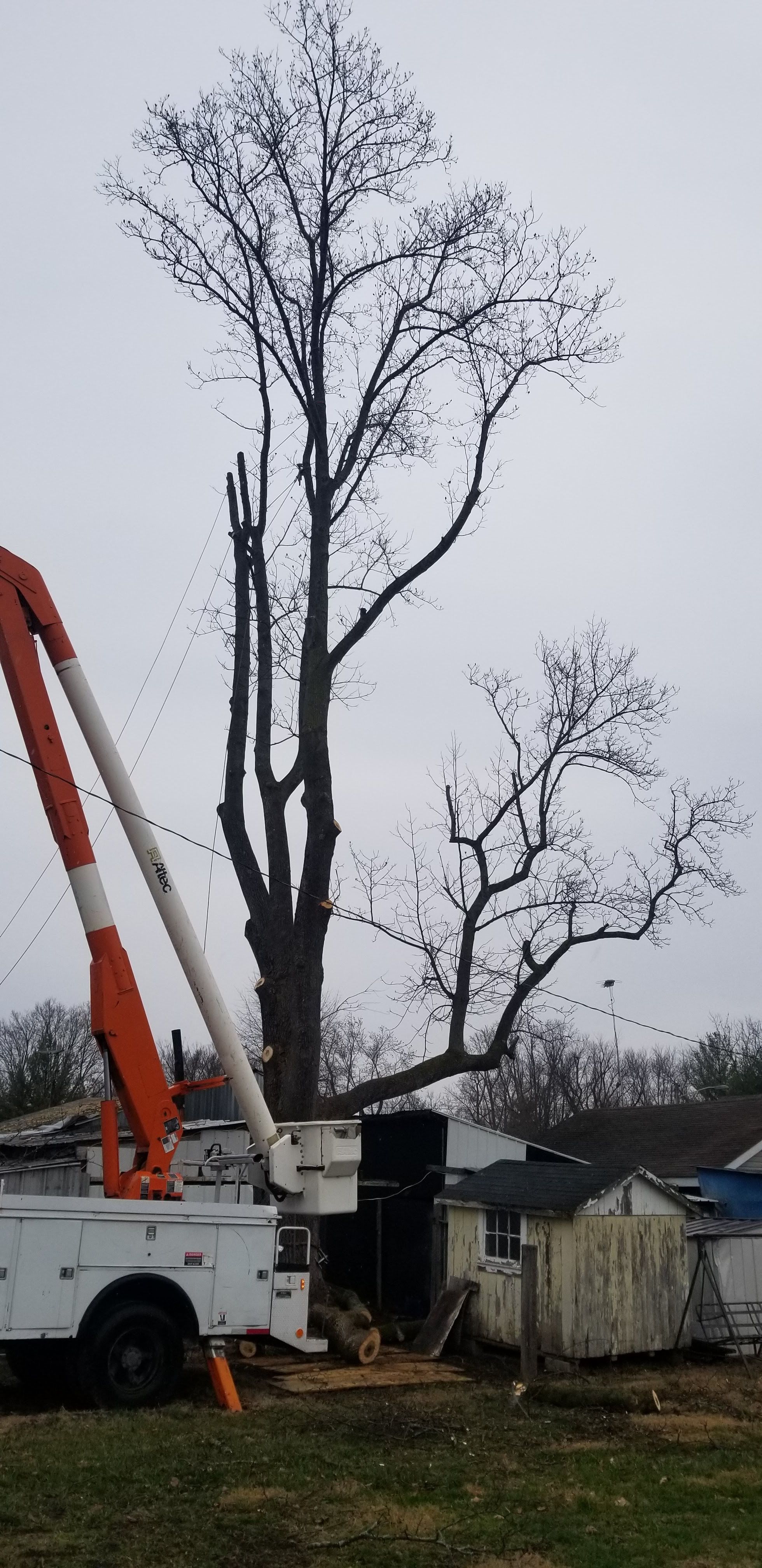  for Advanced Tree Solutions in Rockville, IN