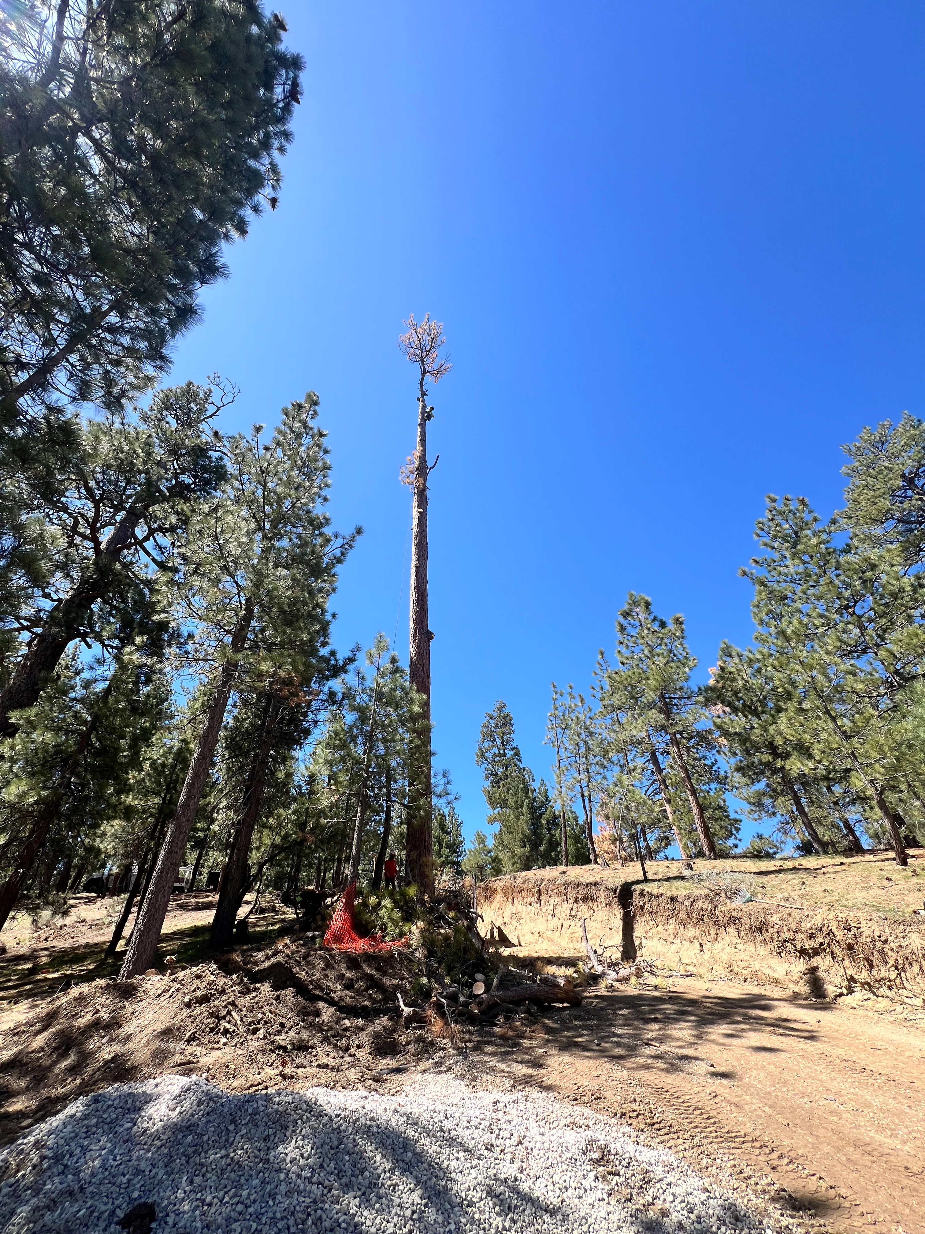  for Poseidon Valley Tree Service Corp in San Bernardino, CA