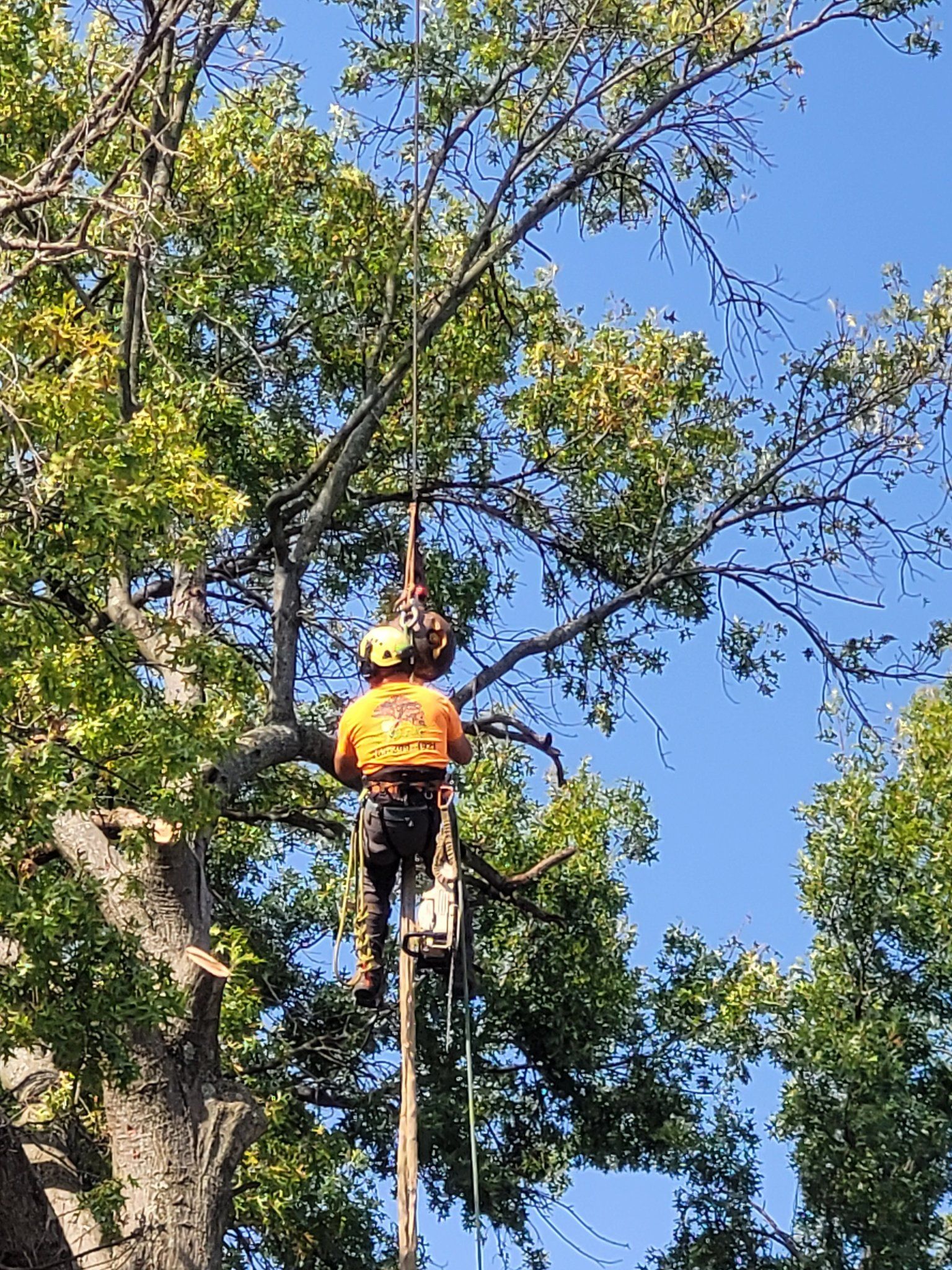  for Advanced Tree Solutions in Rockville, IN