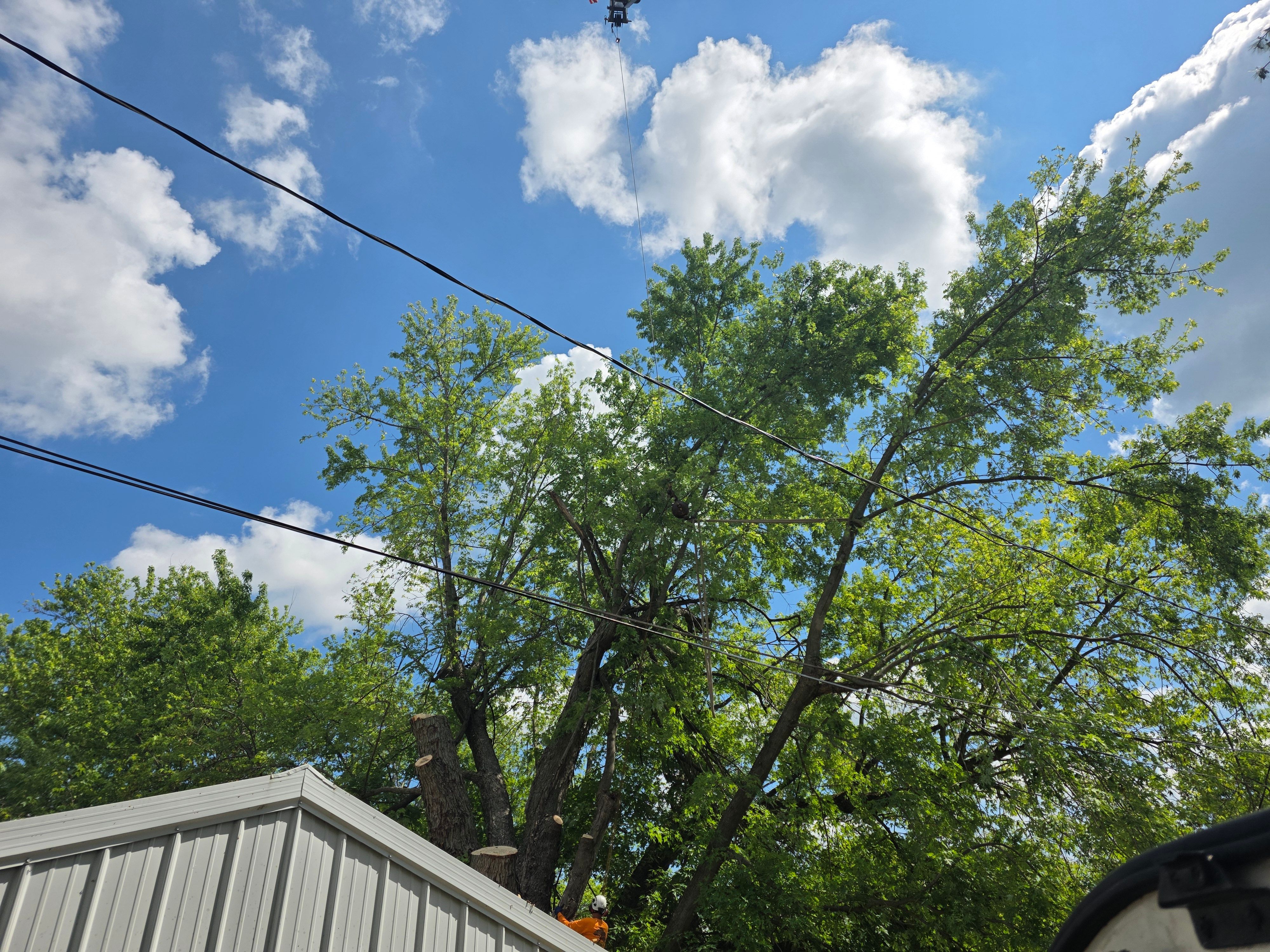  for Advanced Tree Solutions in Rockville, IN
