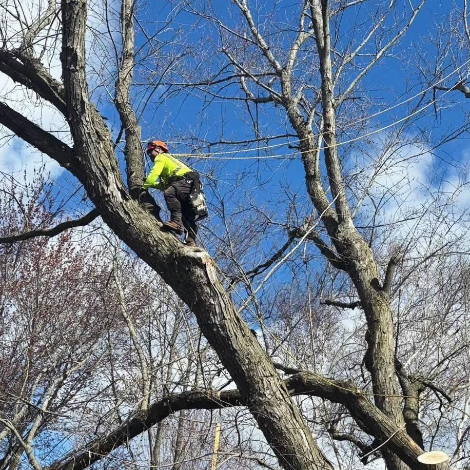  for Oakwood Tree Removal LLC in Oak Creek,  WI