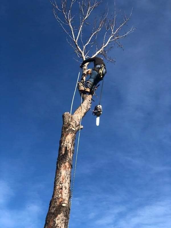 Tree Removal for Tree2Tree Tree Service in Sherman, Texas