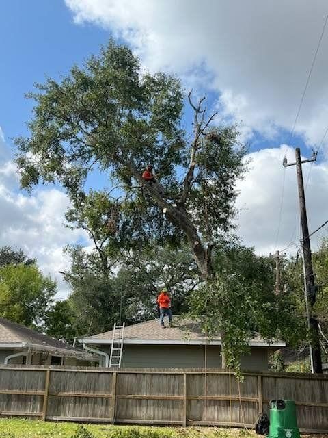  for Servin's Tree Care  in Houston, TX