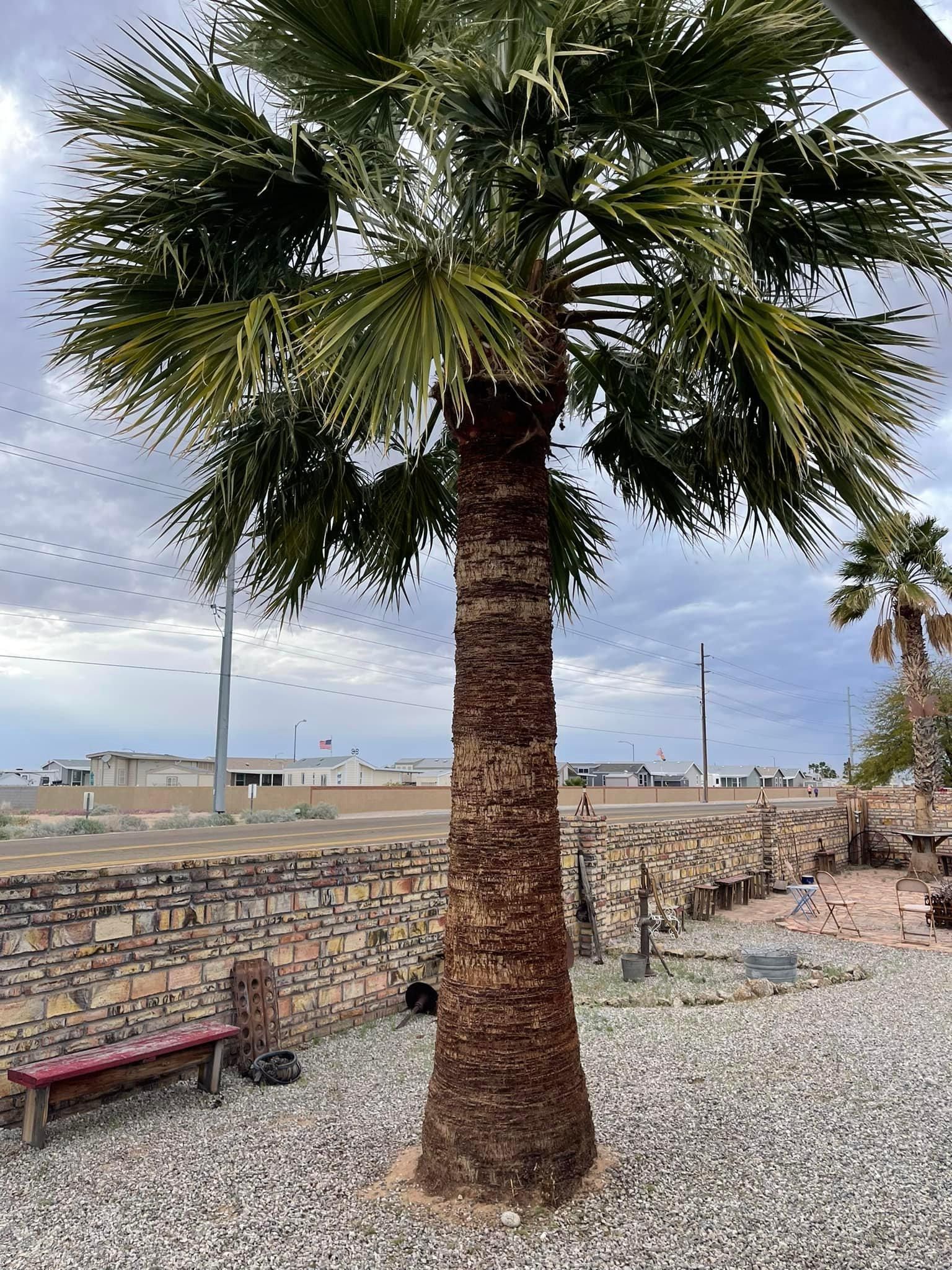  for Oliver L. Palm & Tree services in Yuma County, AZ