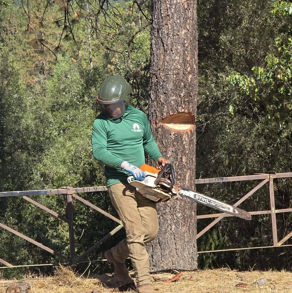  for Terra Heights Tree Experts & Landscaping  in Grass Valley,  CA