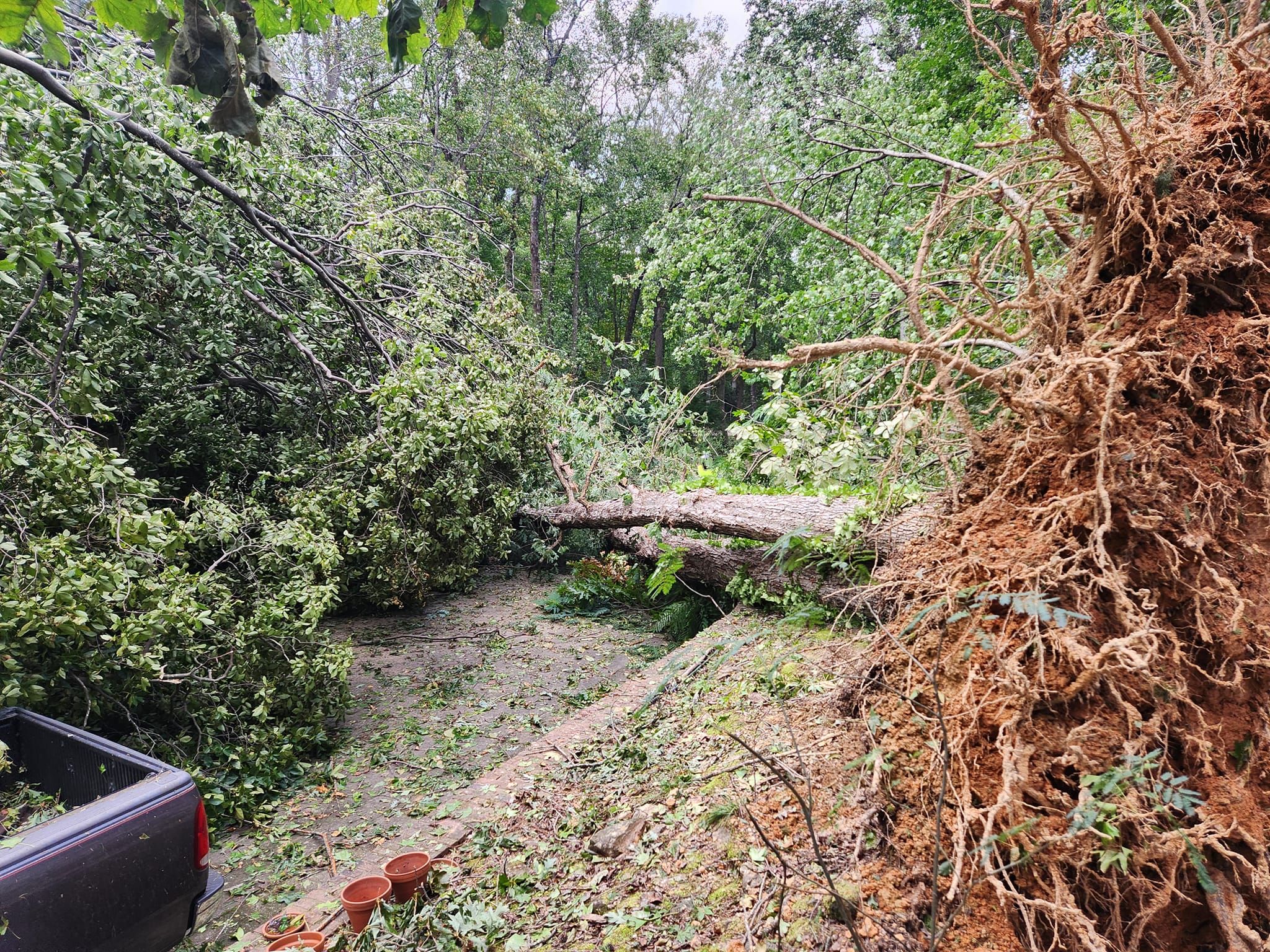 Tree Removal for Stumpbusters Tree Service in Louisa County, VA