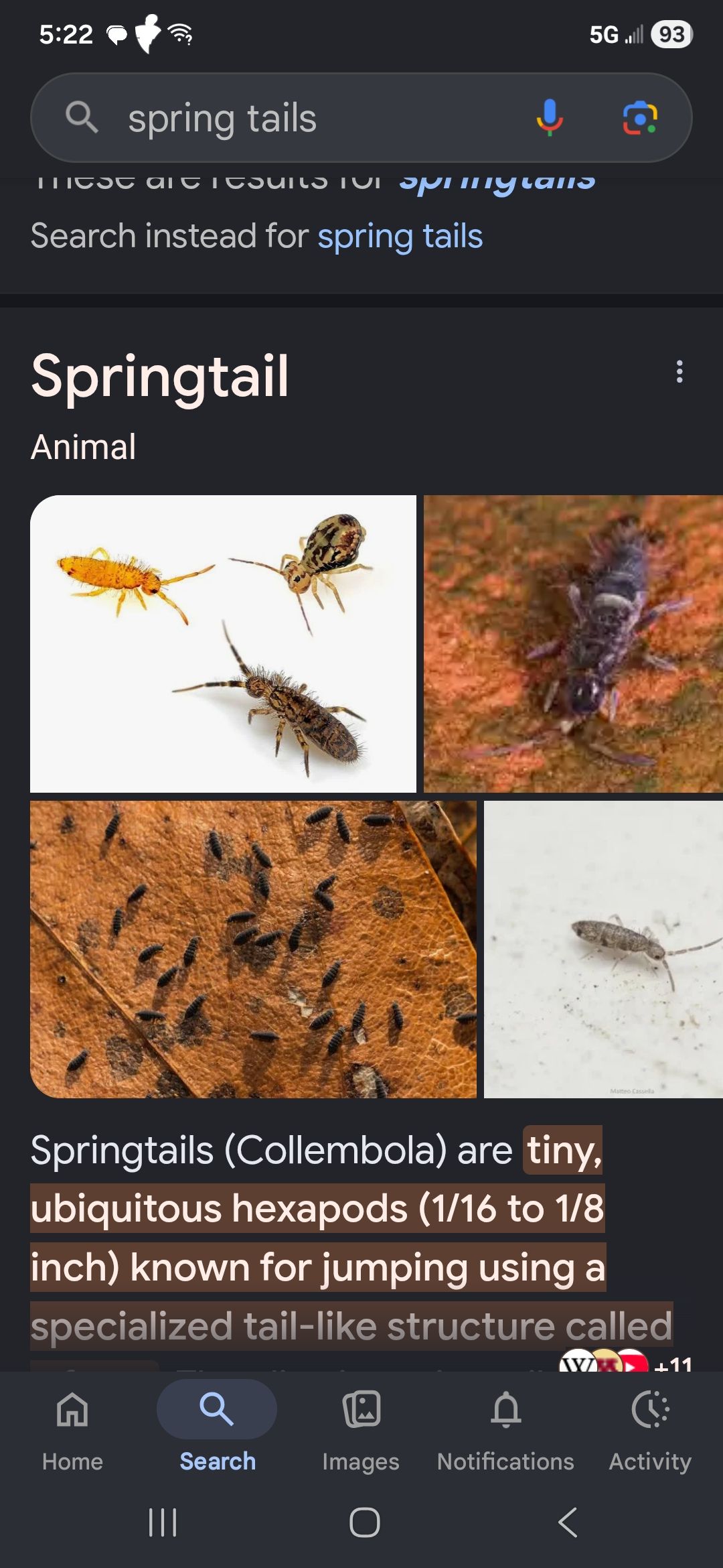  for Niko's Pest Control in Las Vegas, NV
