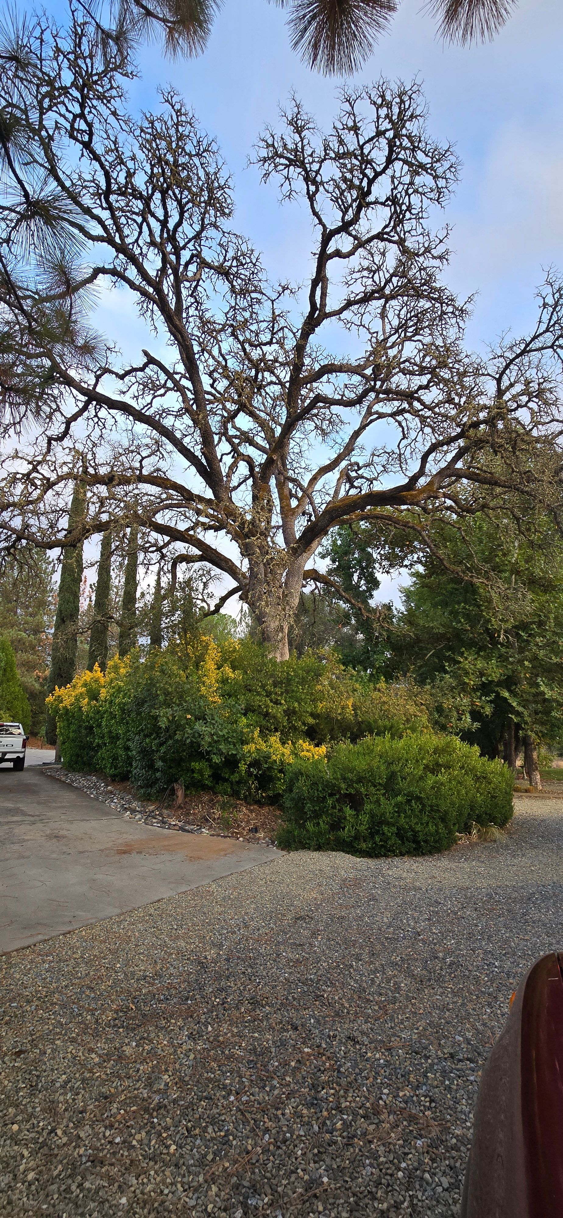  for George Staddan's Professional Tree Care in Placerville, CA